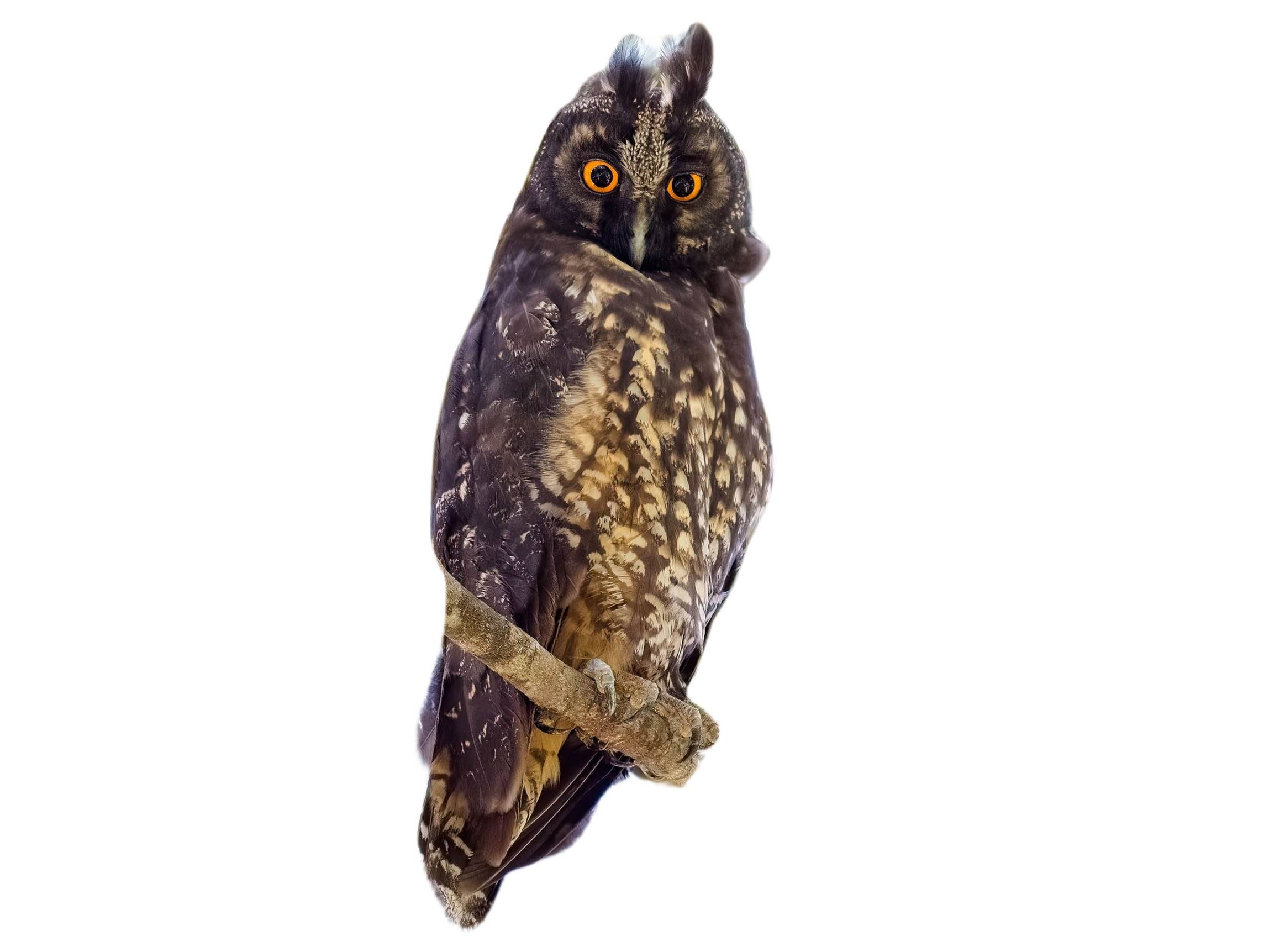 A photo of a Stygian Owl (Asio stygius)
