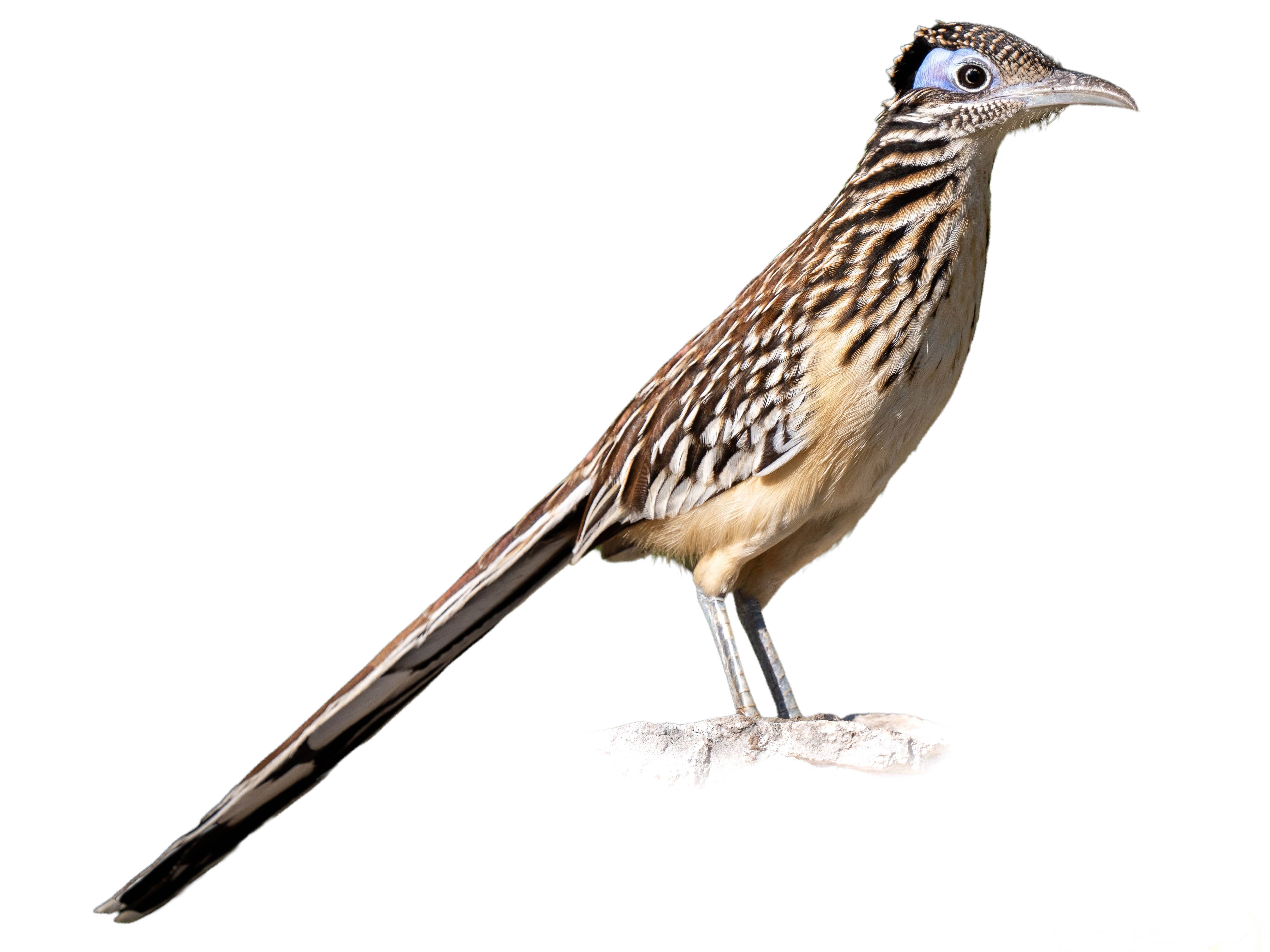 A photo of a Lesser Roadrunner (Geococcyx velox)