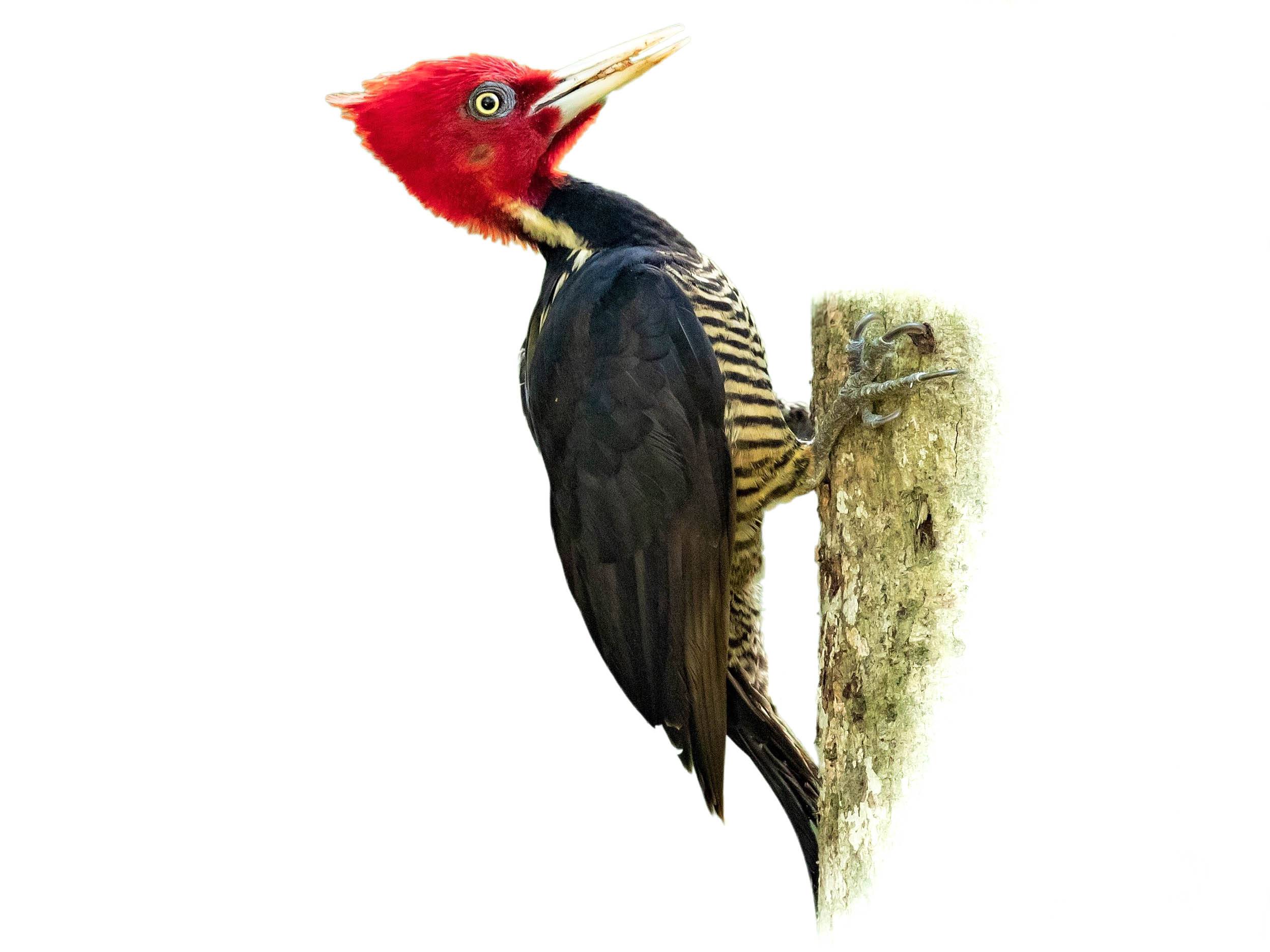 A photo of a Pale-billed Woodpecker (Campephilus guatemalensis)
