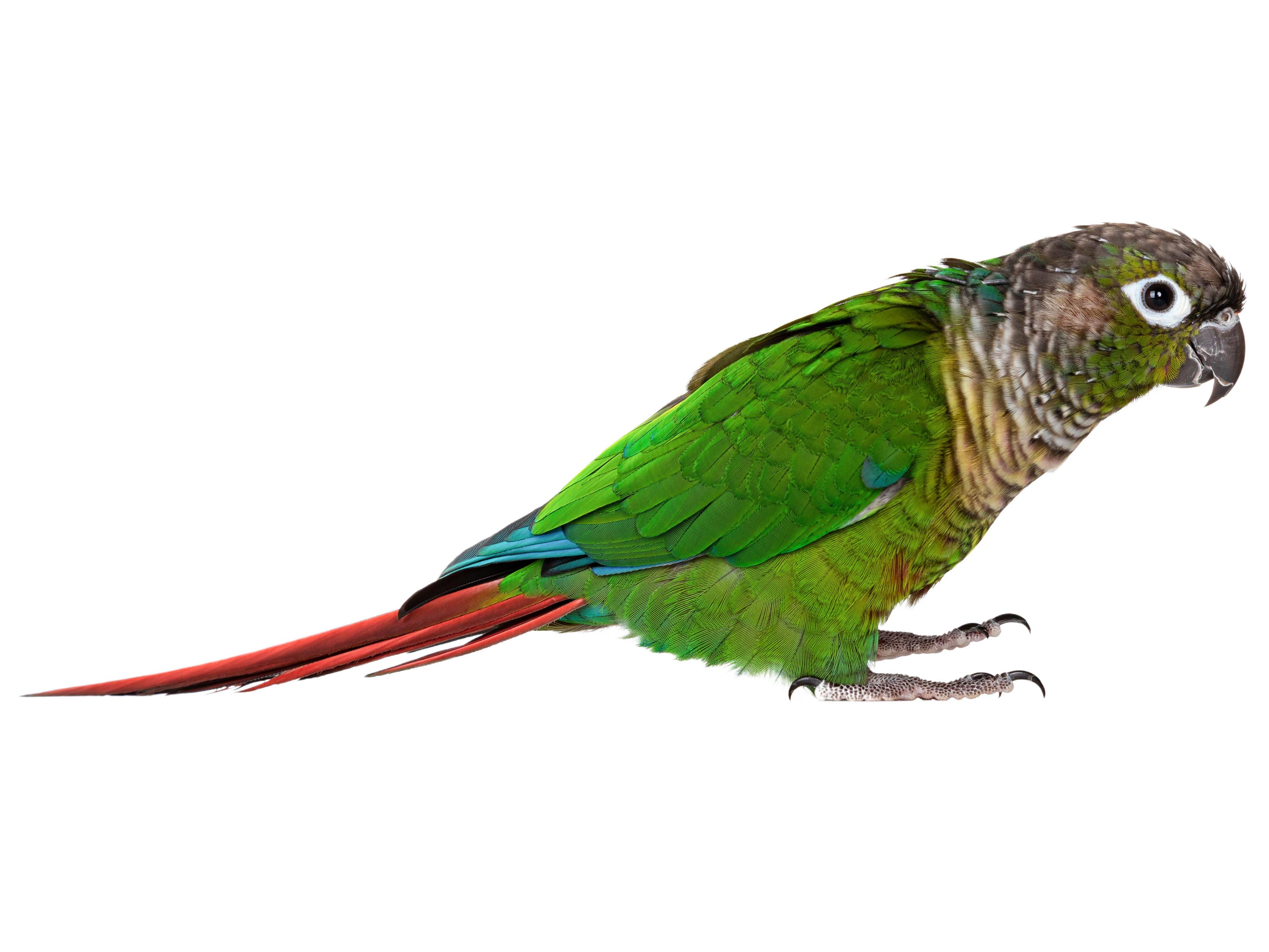 A photo of a Green-cheeked Parakeet (Pyrrhura molinae)