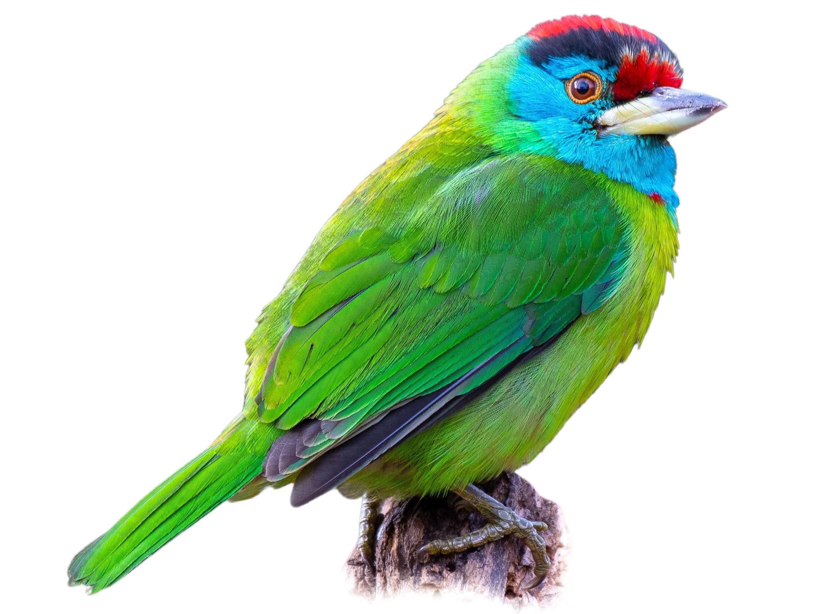 A photo of a Blue-throated Barbet (Psilopogon asiaticus)