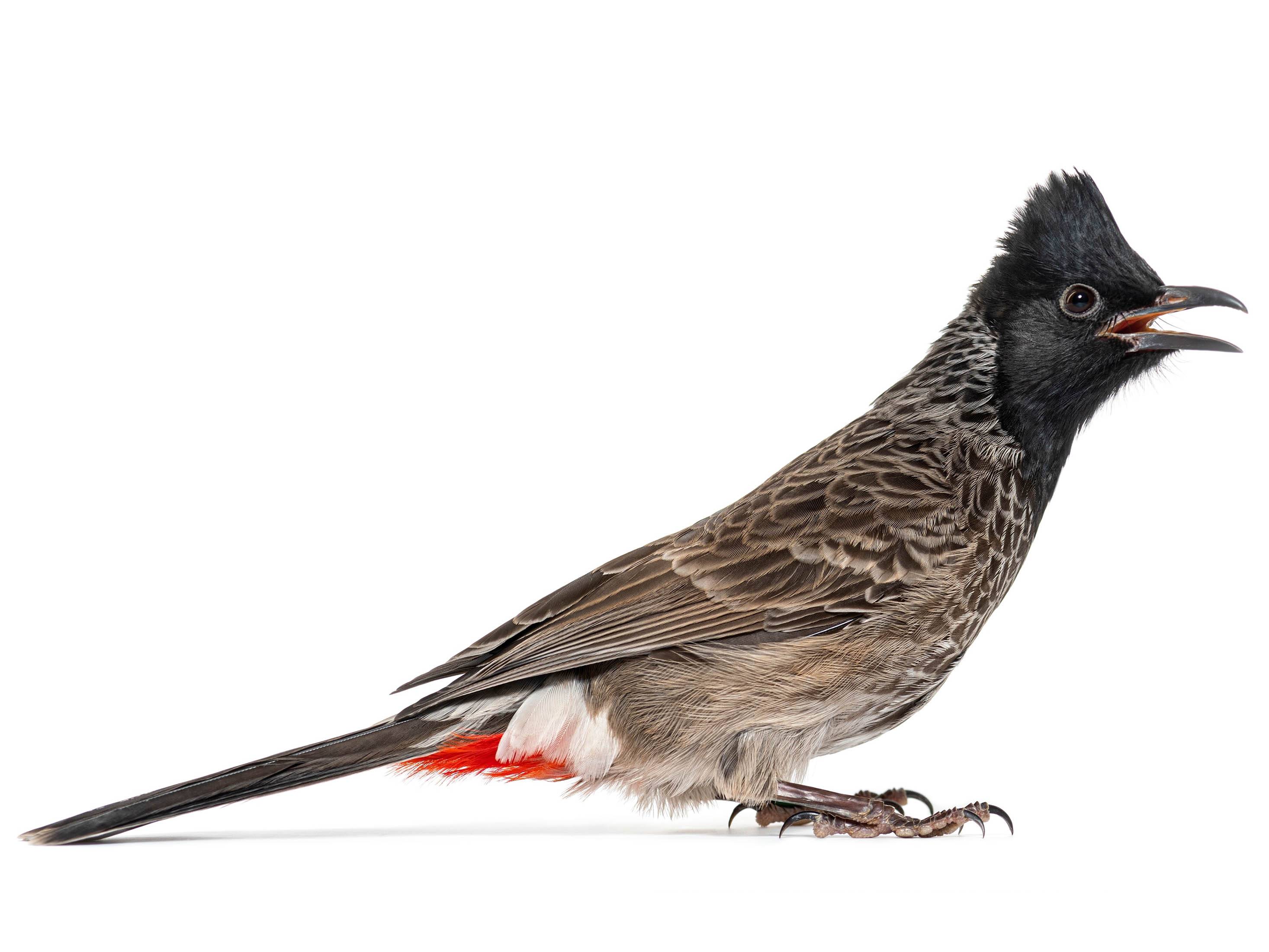 A photo of a Red-vented Bulbul (Pycnonotus cafer)