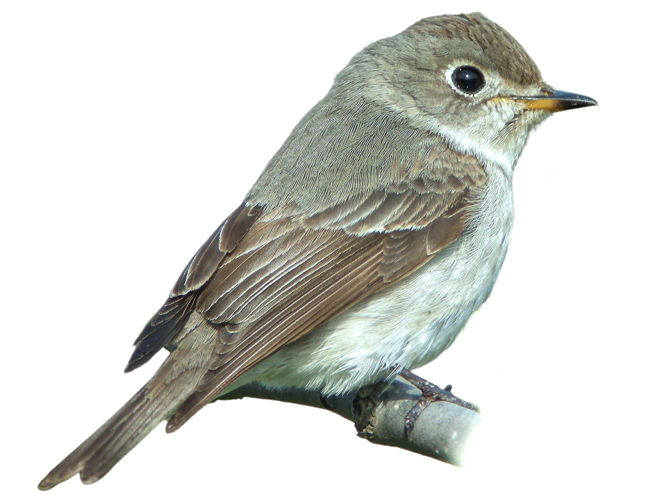 A photo of a Asian Brown Flycatcher (Muscicapa dauurica)