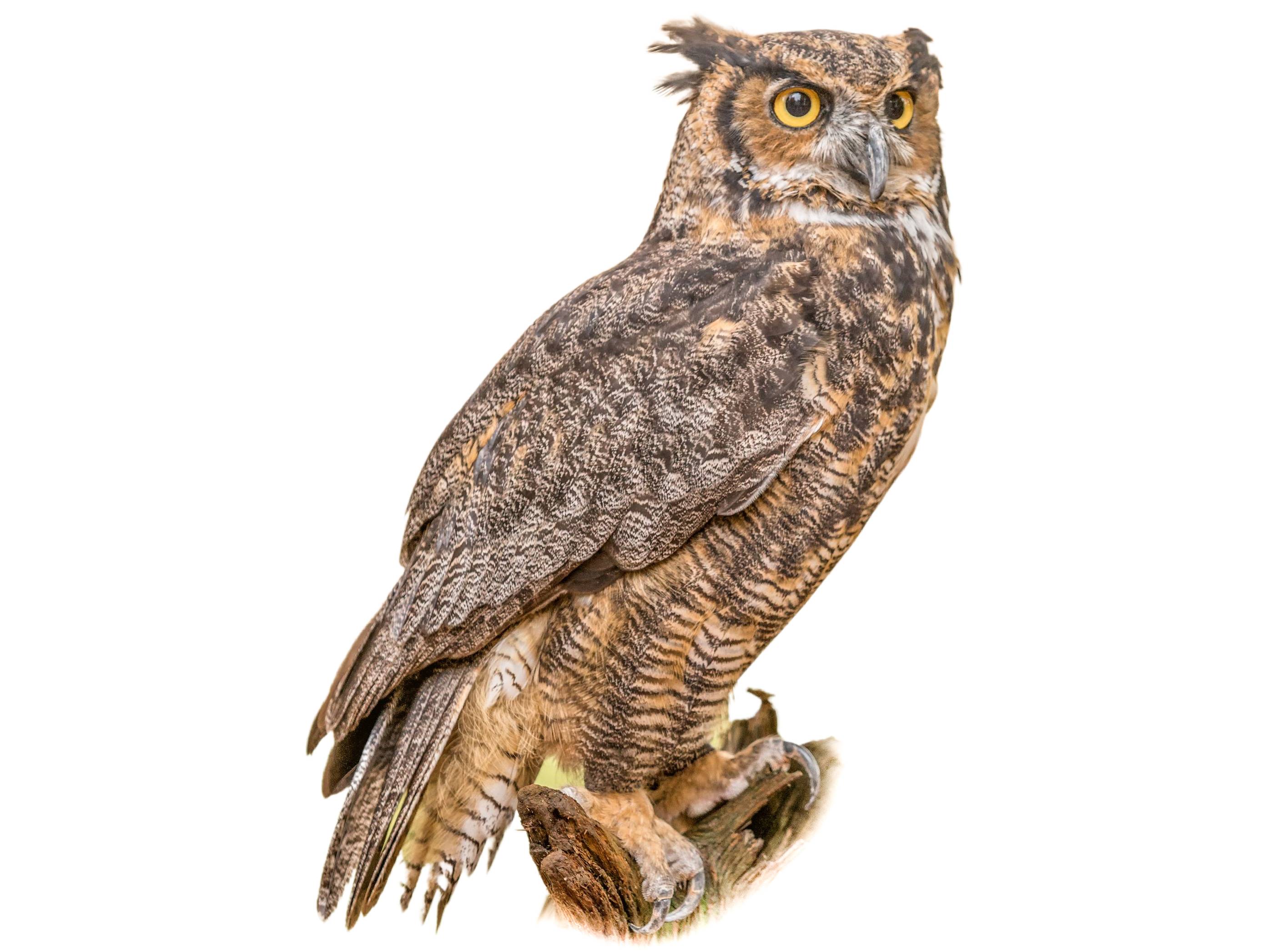 A photo of a Great Horned Owl (Bubo virginianus)