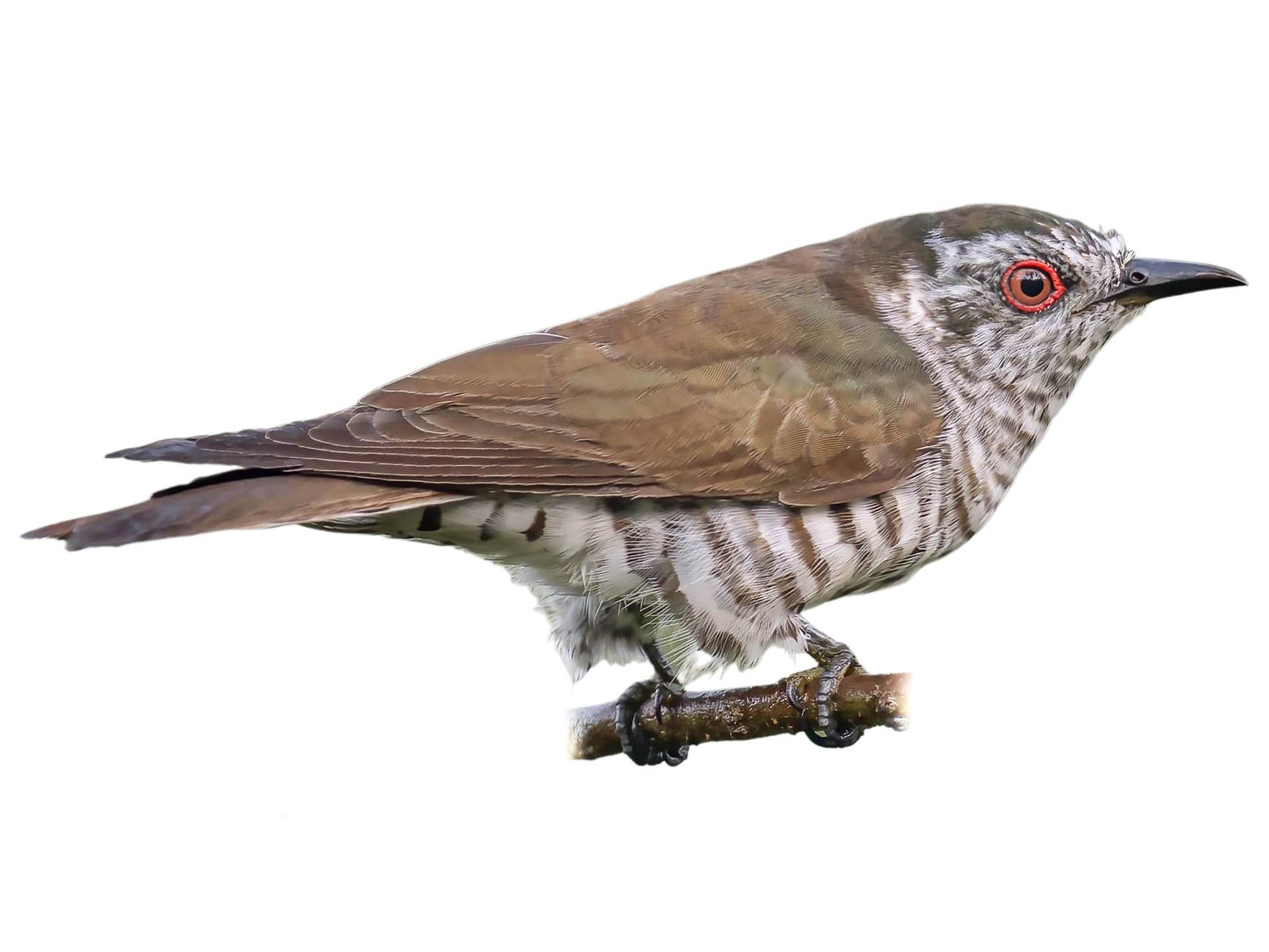 A photo of a Little Bronze Cuckoo (Chrysococcyx minutillus), male