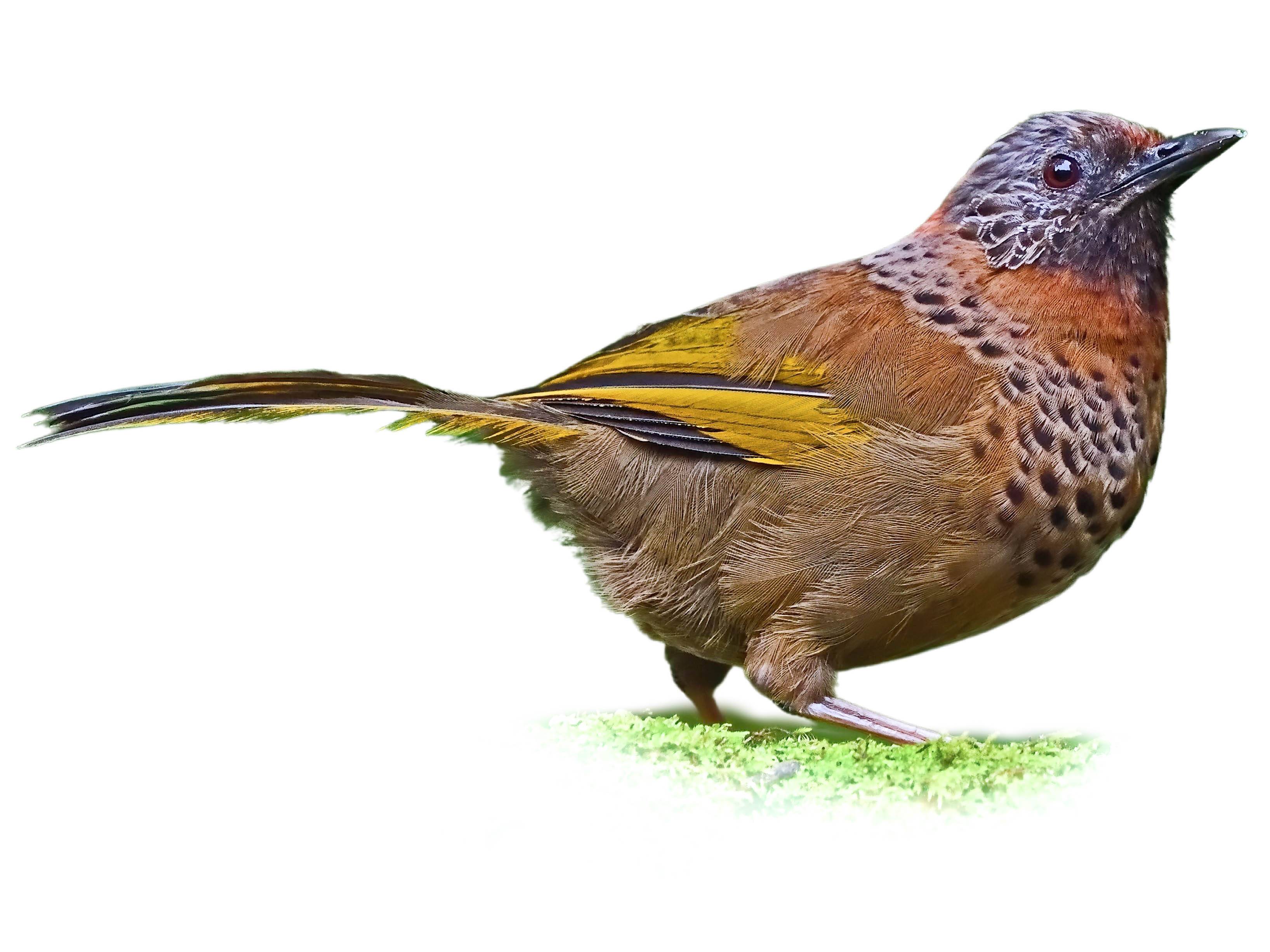 A photo of a Chestnut-crowned Laughingthrush (Trochalopteron erythrocephalum)