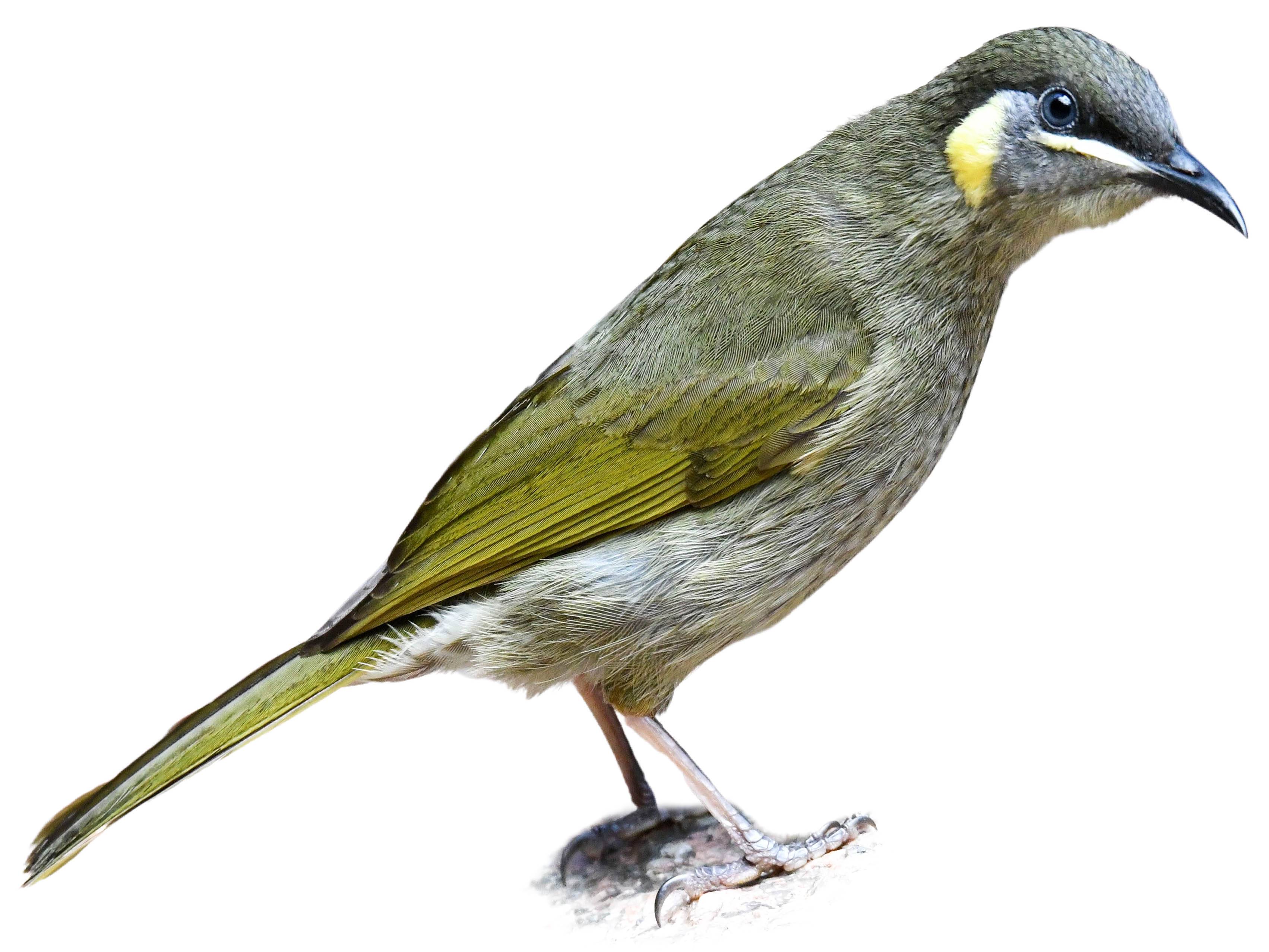 A photo of a Lewin's Honeyeater (Meliphaga lewinii)