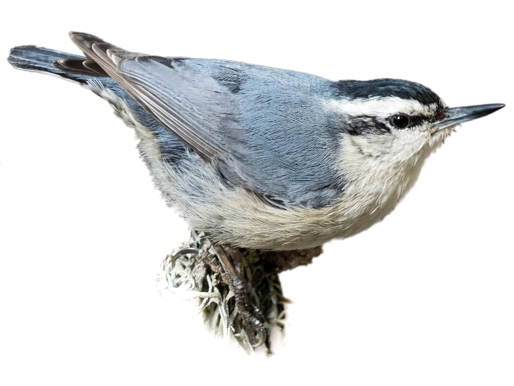 A photo of a Corsican Nuthatch (Sitta whiteheadi)