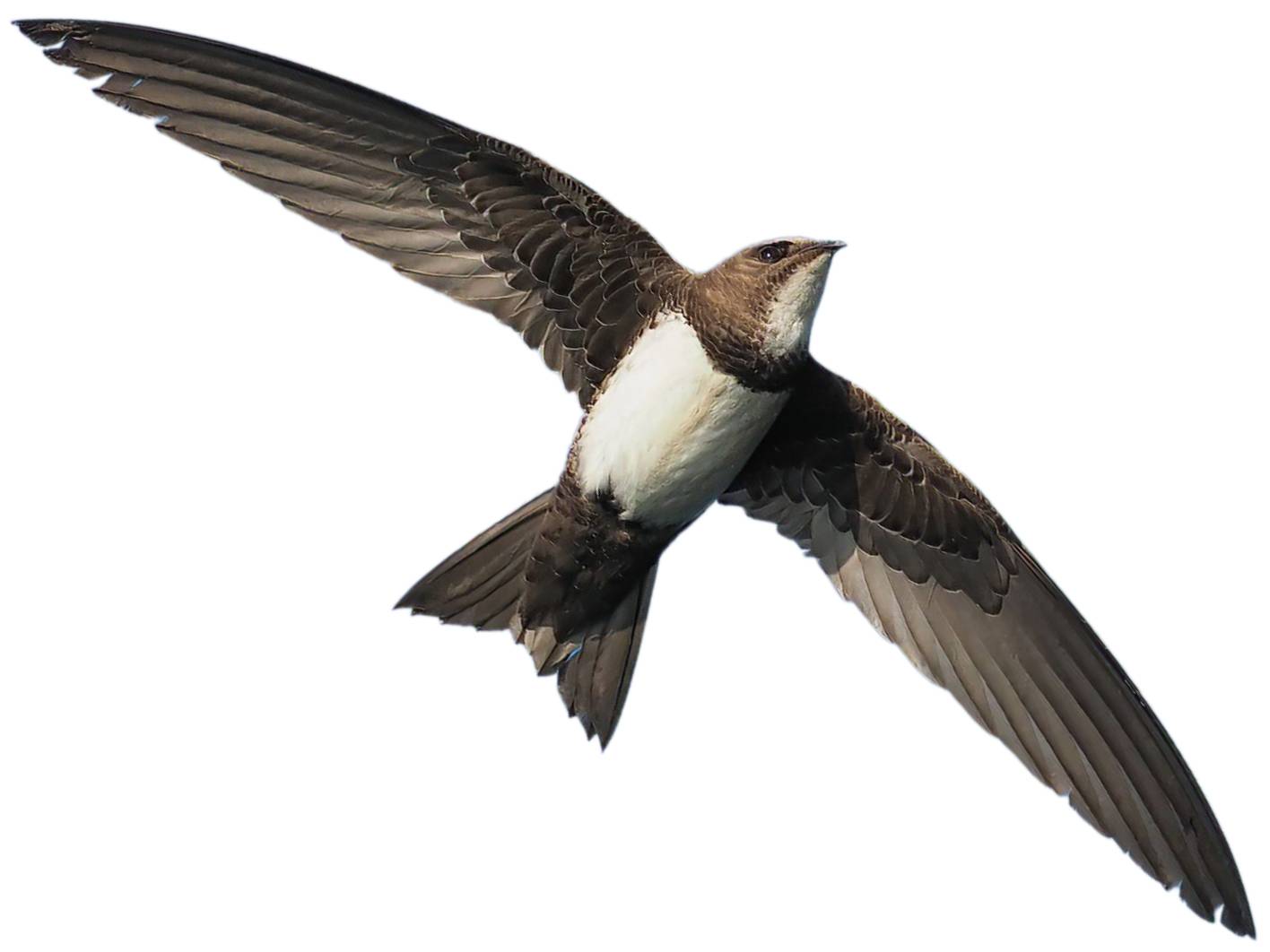 A photo of a Alpine Swift (Tachymarptis melba)