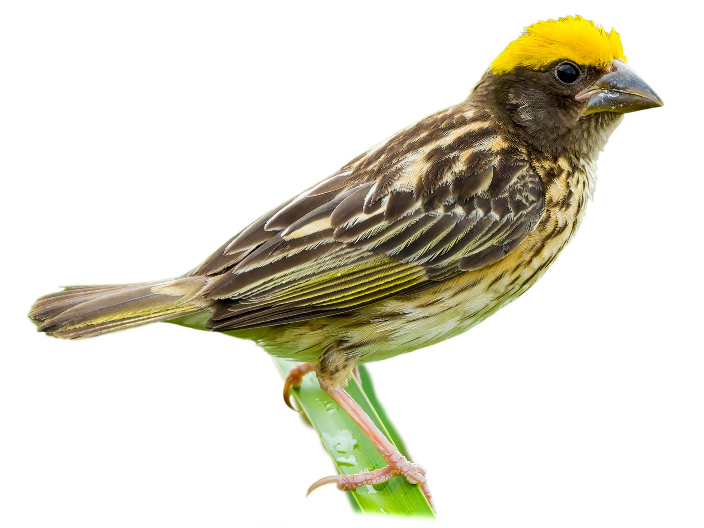 A photo of a Streaked Weaver (Ploceus manyar), male