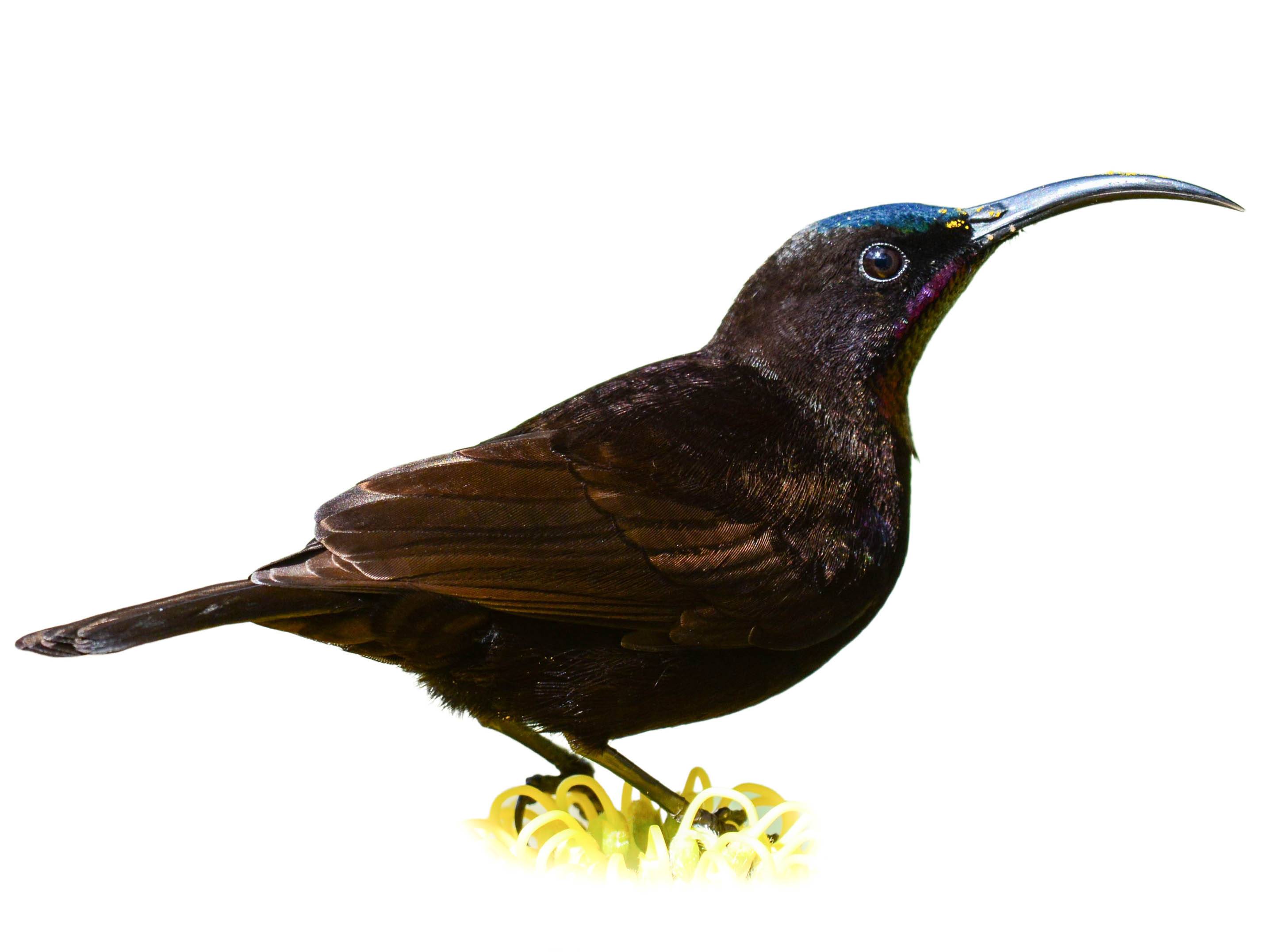 A photo of a Amethyst Sunbird (Chalcomitra amethystina), male