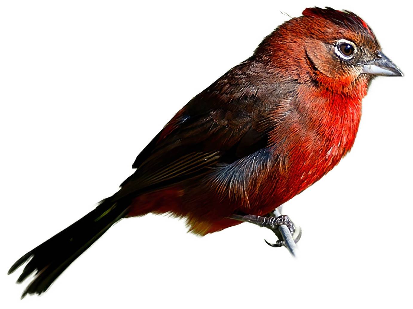 A photo of a Red Pileated Finch (Coryphospingus cucullatus), male