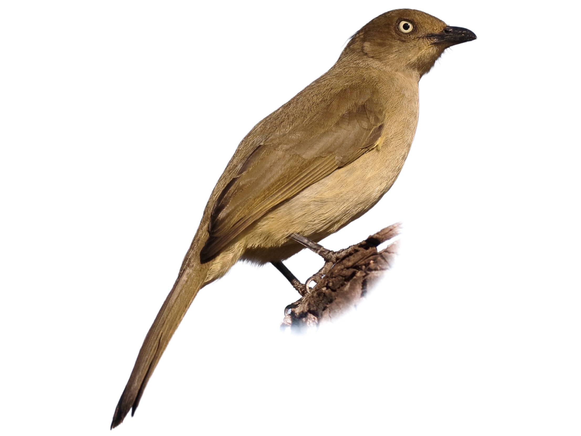 Sombre Greenbul | Andropadus importunus | Species Guide | Birda