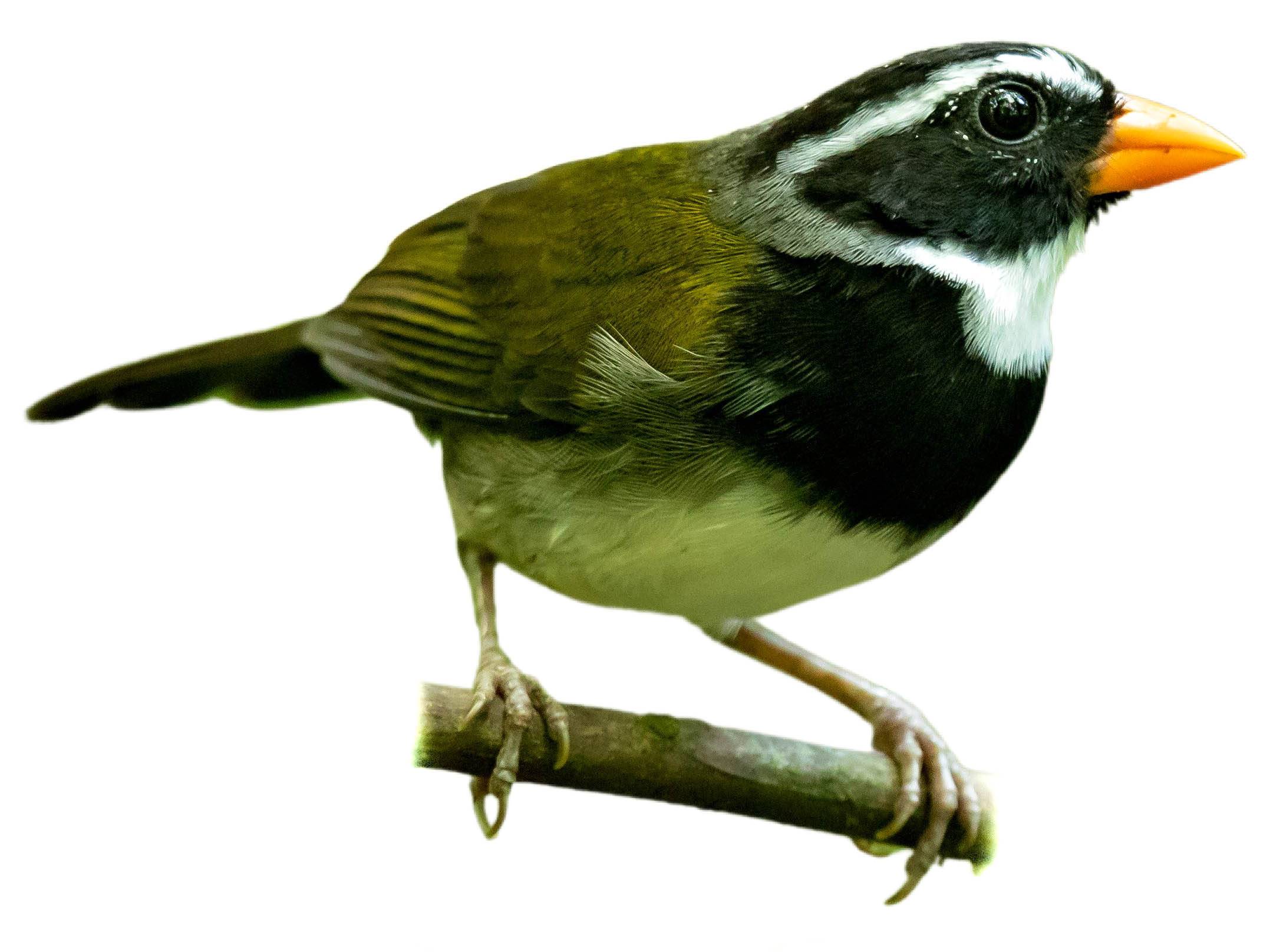 A photo of a Orange-billed Sparrow (Arremon aurantiirostris)