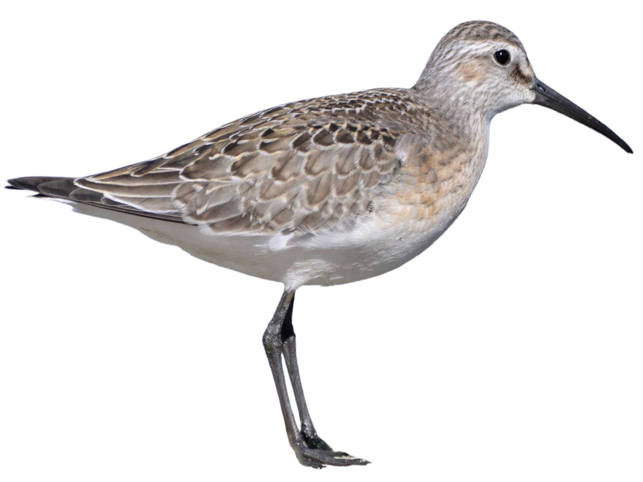 A photo of a Curlew Sandpiper (Calidris ferruginea)