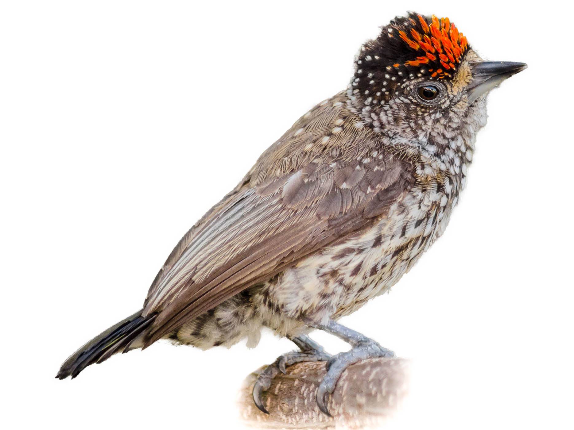 A photo of a White-wedged Piculet (Picumnus albosquamatus), male