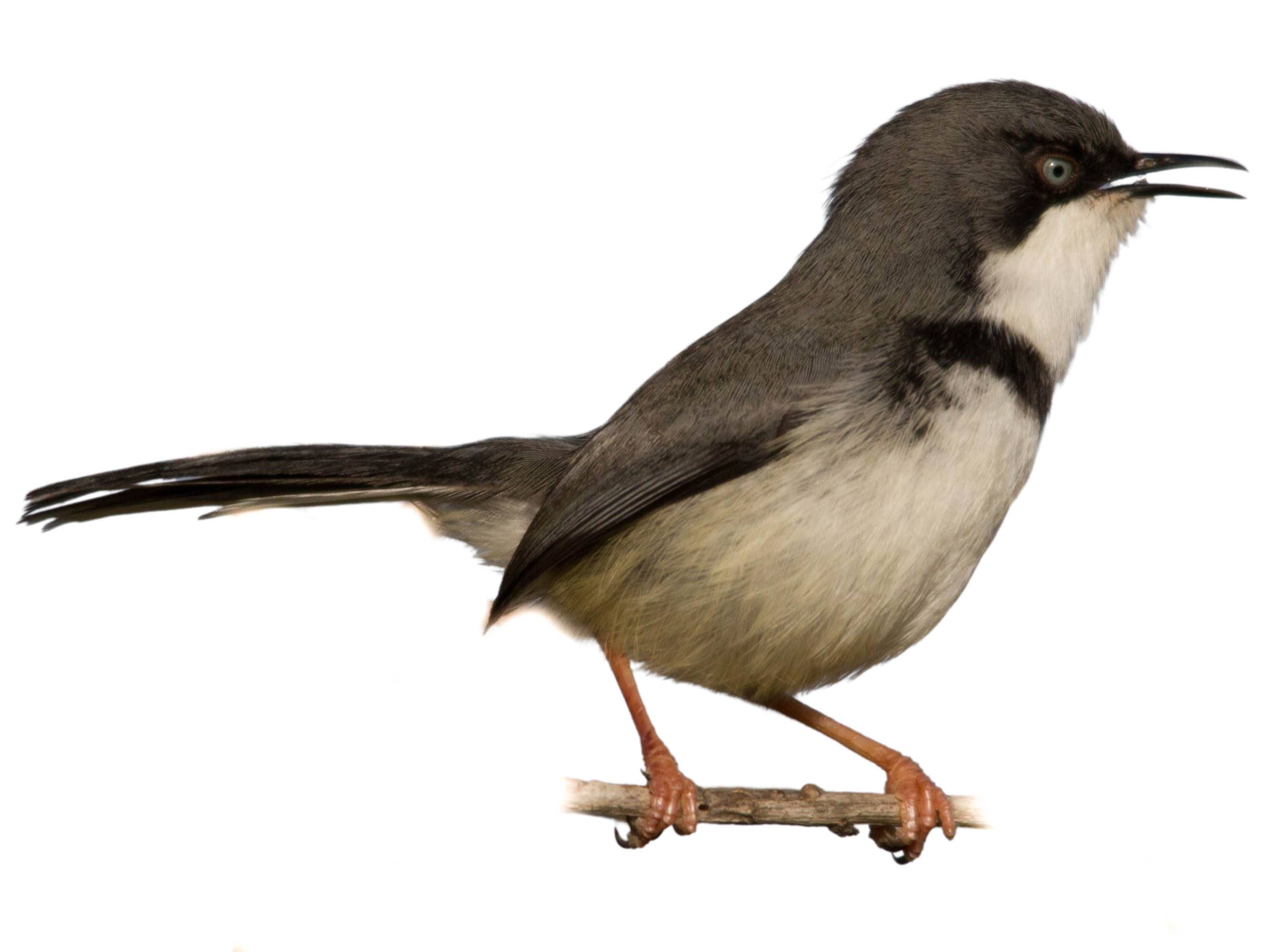 A photo of a Bar-throated Apalis (Apalis thoracica)