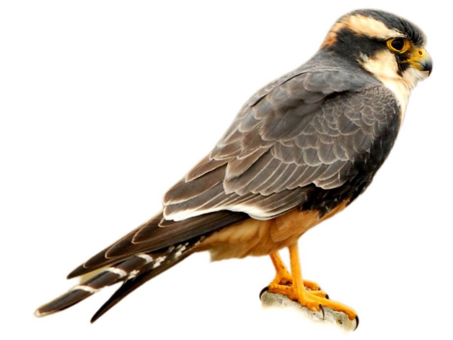 A photo of a Aplomado Falcon (Falco femoralis)