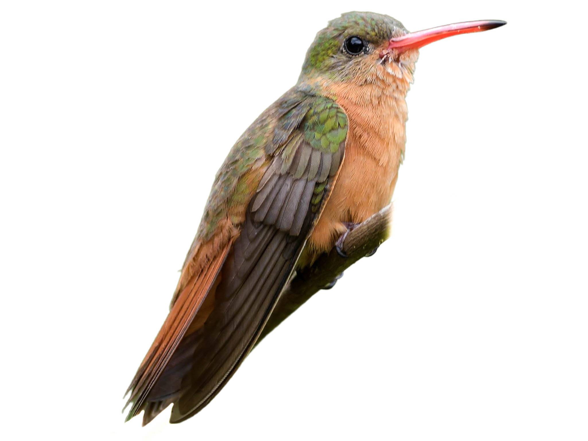 A photo of a Cinnamon Hummingbird (Amazilia rutila)