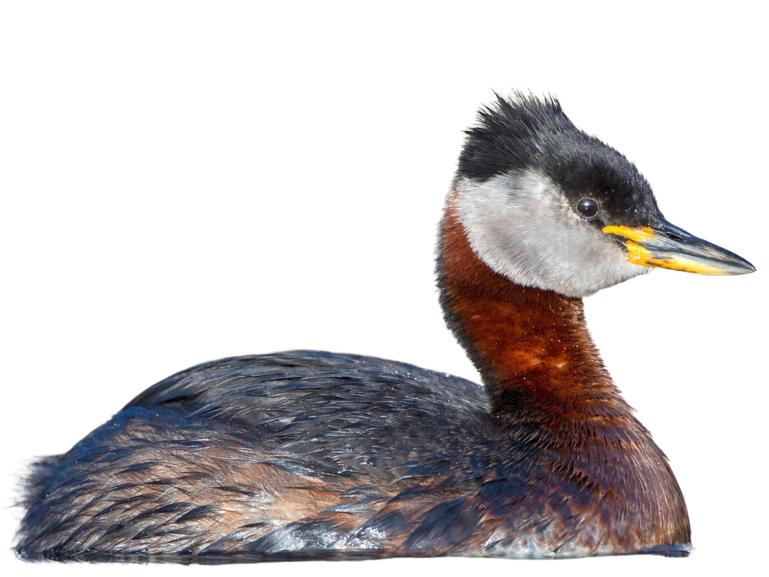 A photo of a Red-necked Grebe (Podiceps grisegena)