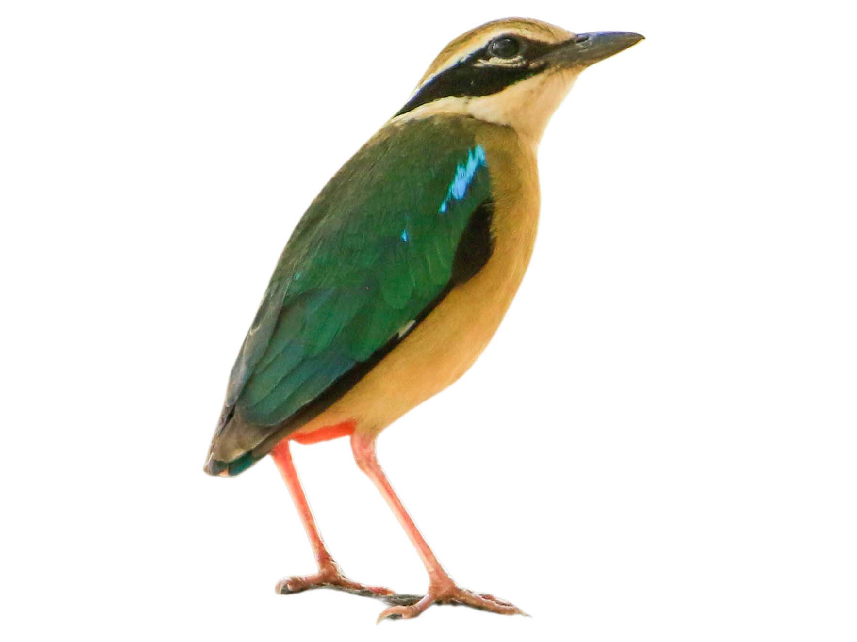 A photo of a Indian Pitta (Pitta brachyura)