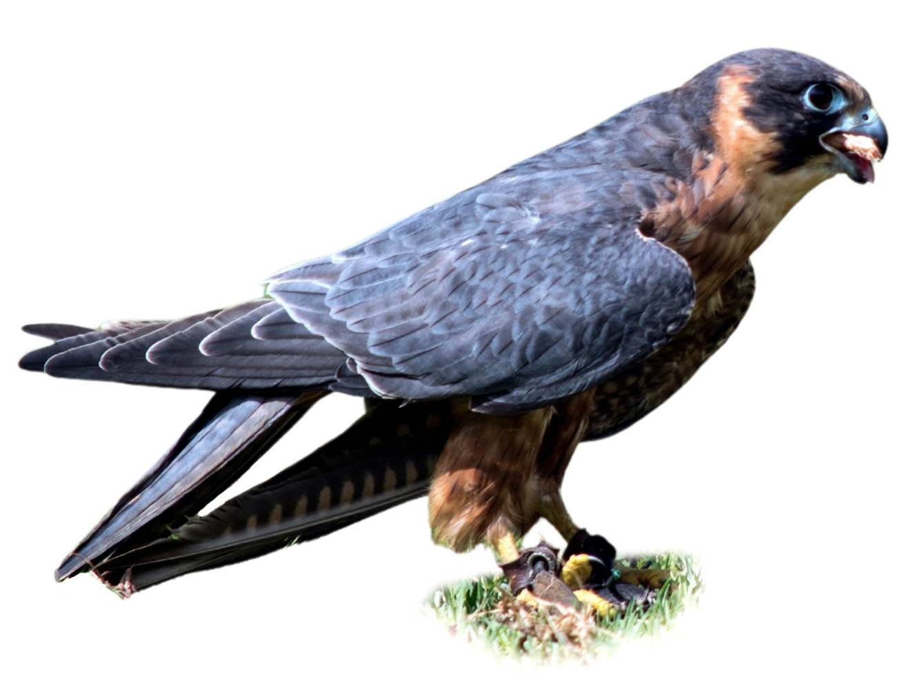 A photo of a Australian Hobby (Falco longipennis)