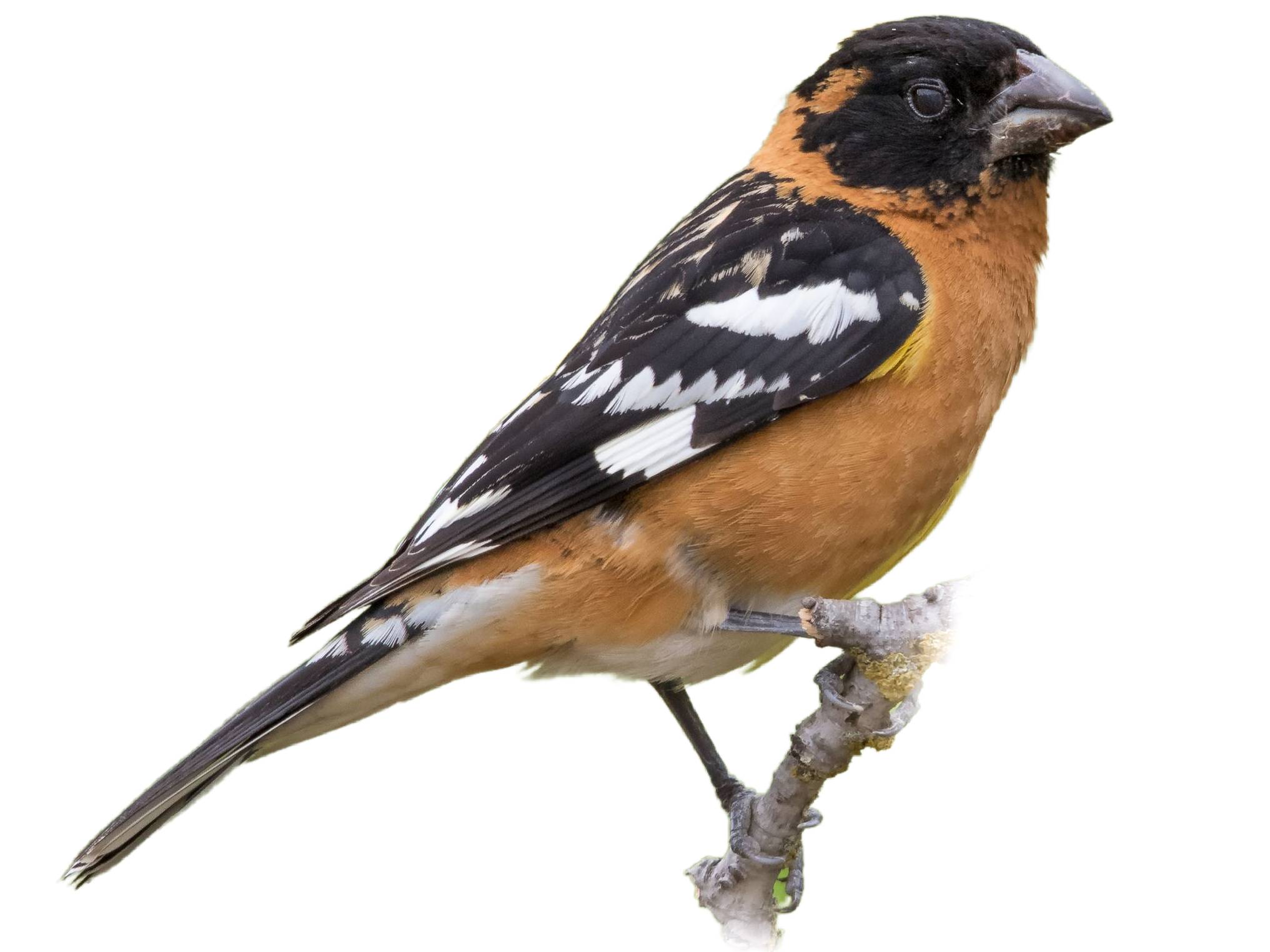 A photo of a Black-headed Grosbeak (Pheucticus melanocephalus), male