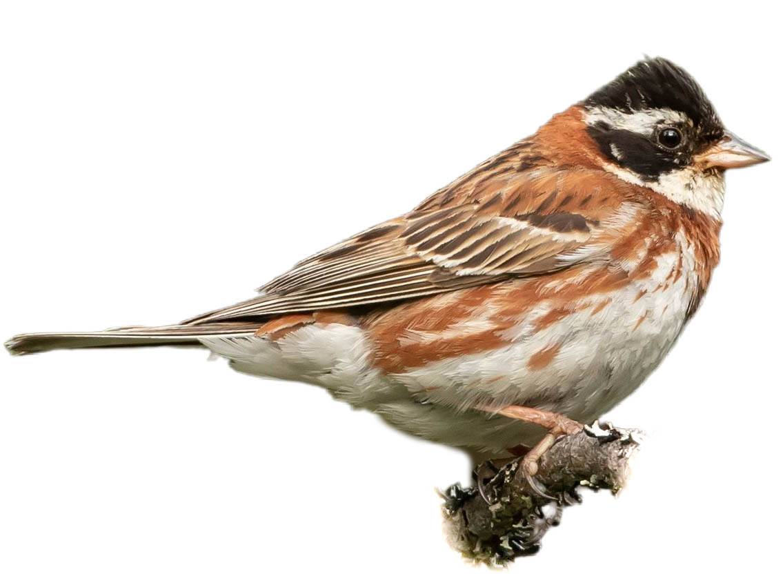 A photo of a Rustic Bunting (Emberiza rustica), male