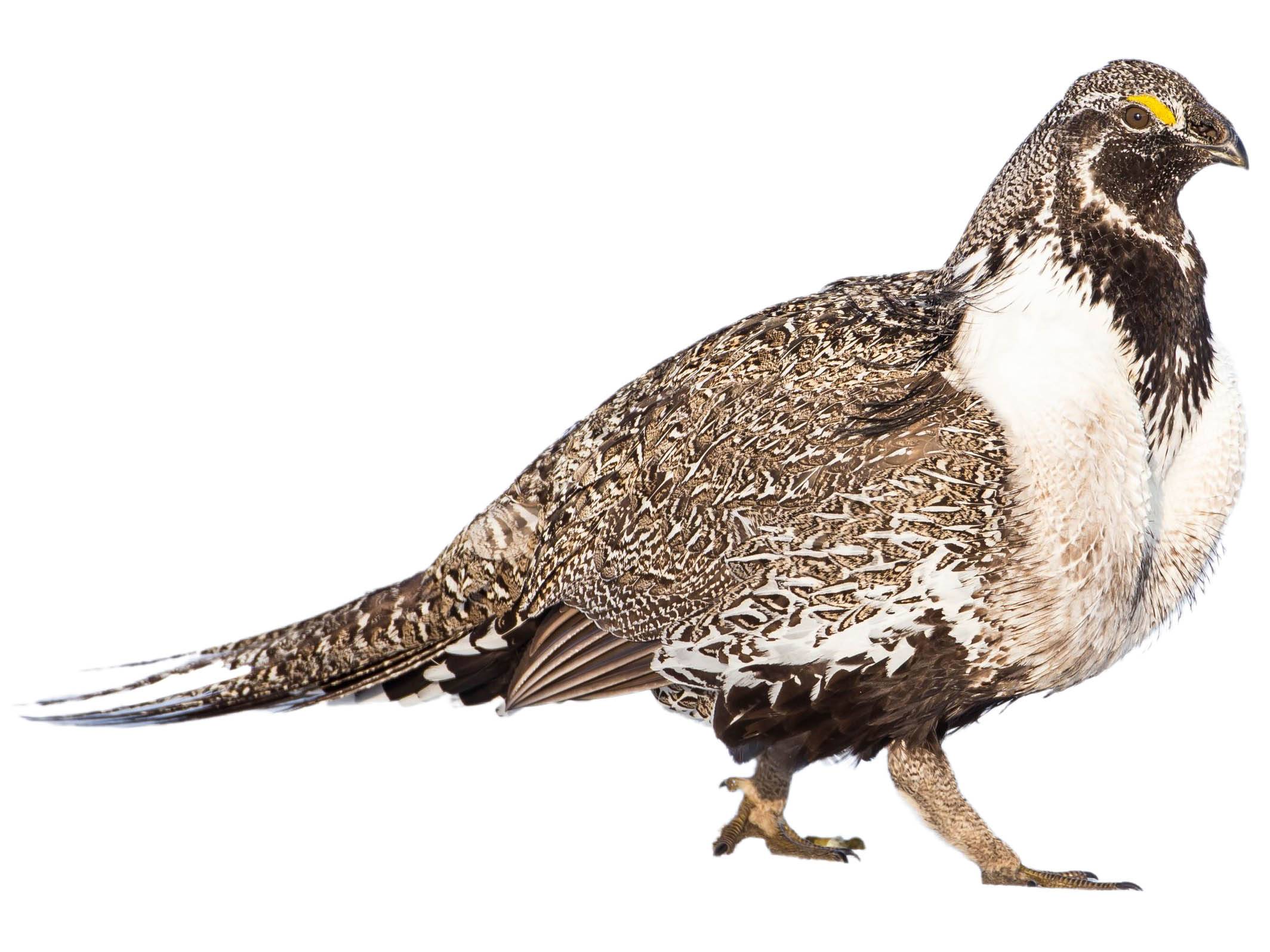 A photo of a Sage Grouse (Centrocercus urophasianus), male