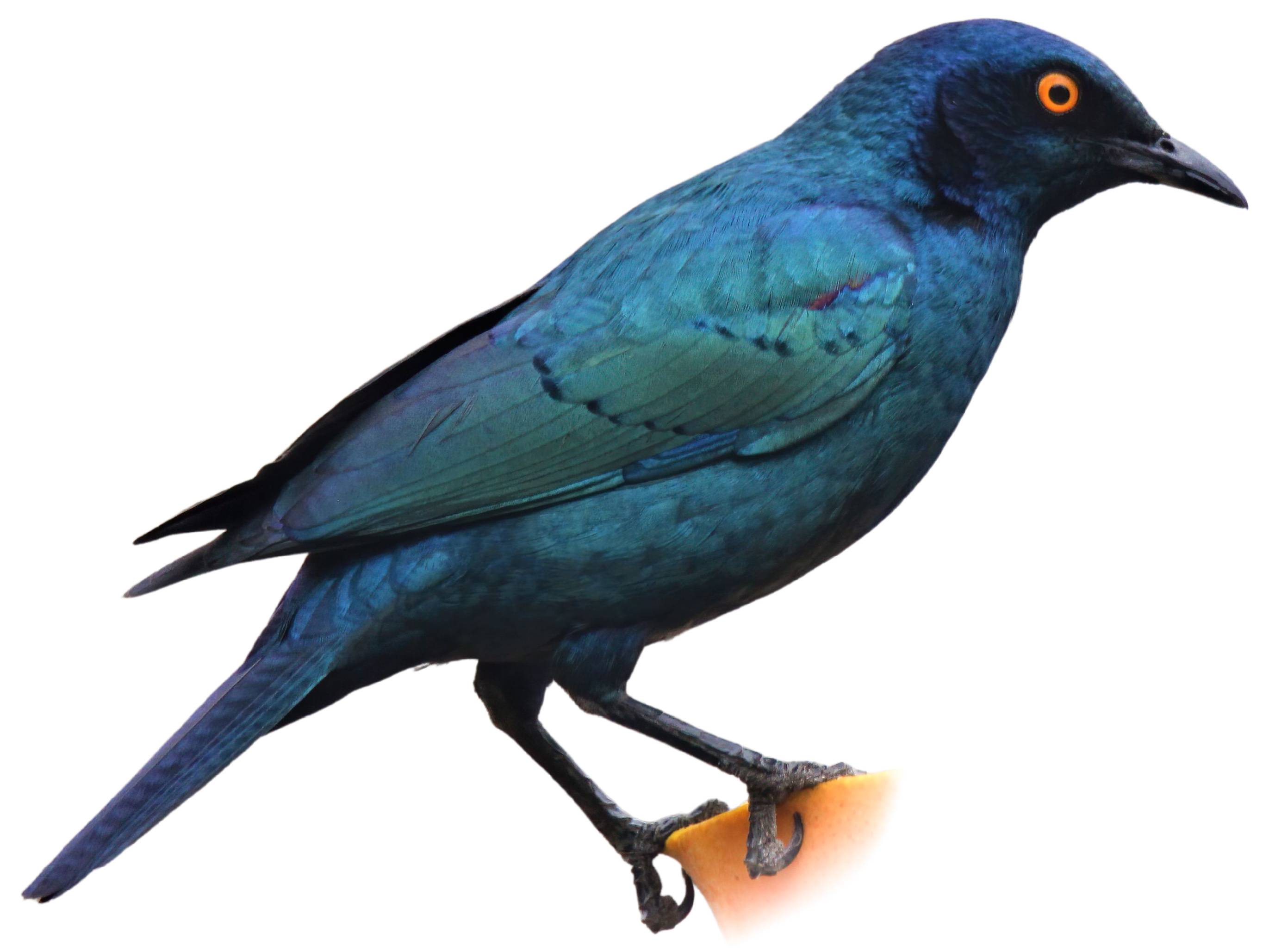 A photo of a Cape Starling (Lamprotornis nitens)