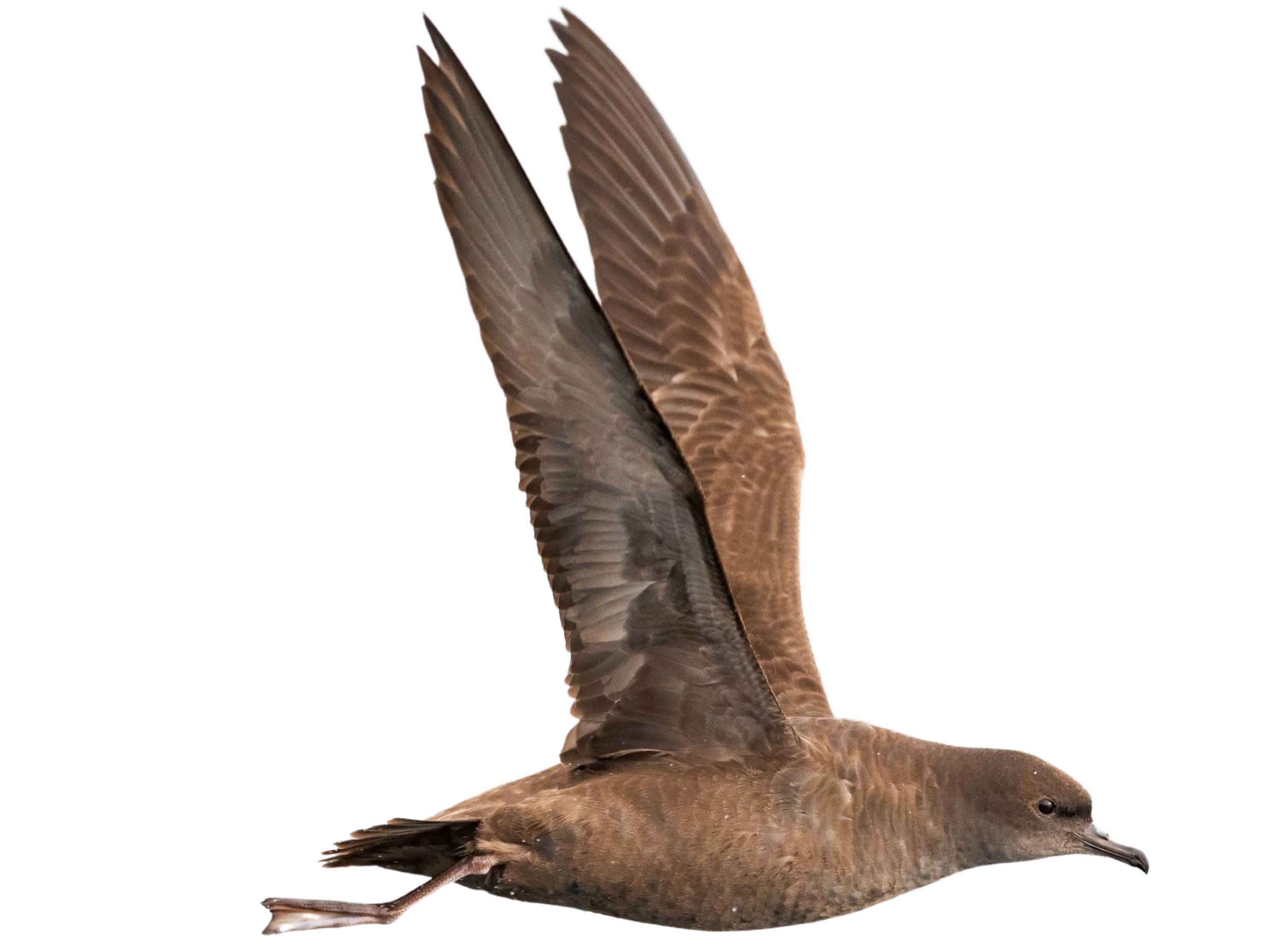 A photo of a Sooty Shearwater (Ardenna grisea)