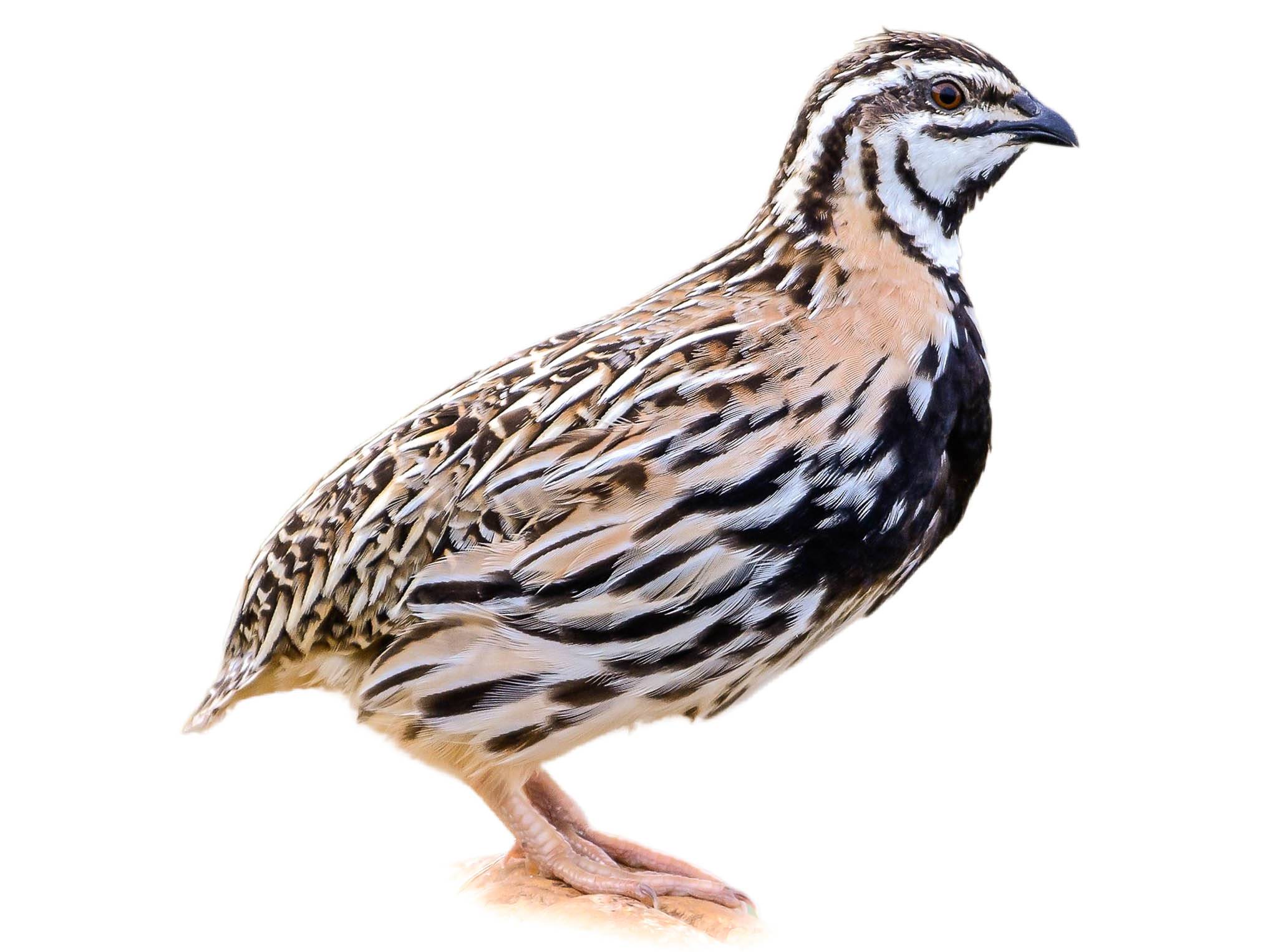 A photo of a Rain Quail (Coturnix coromandelica), male