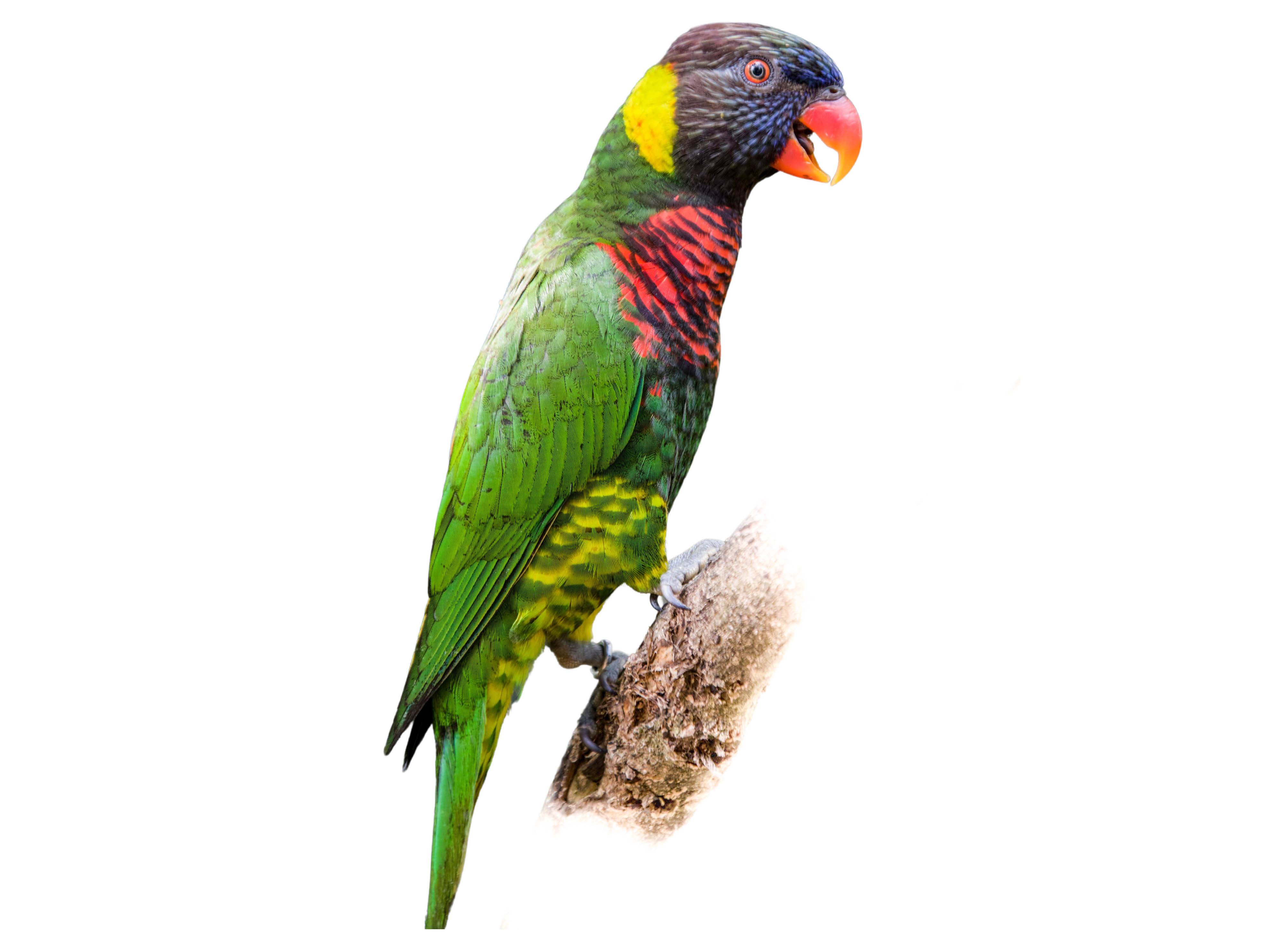 A photo of a Coconut Lorikeet (Trichoglossus haematodus)