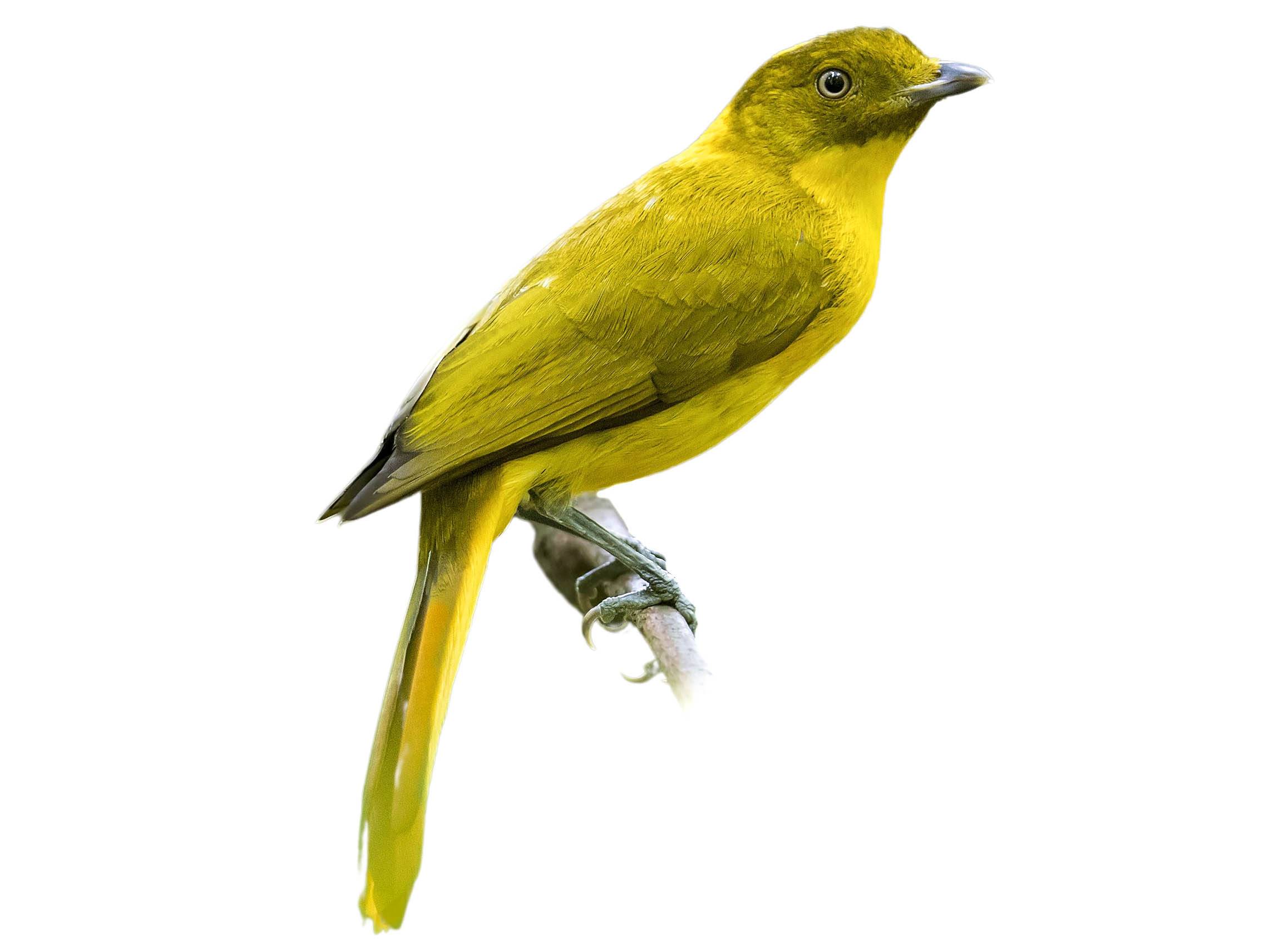 A photo of a Golden Bowerbird (Prionodura newtoniana), male