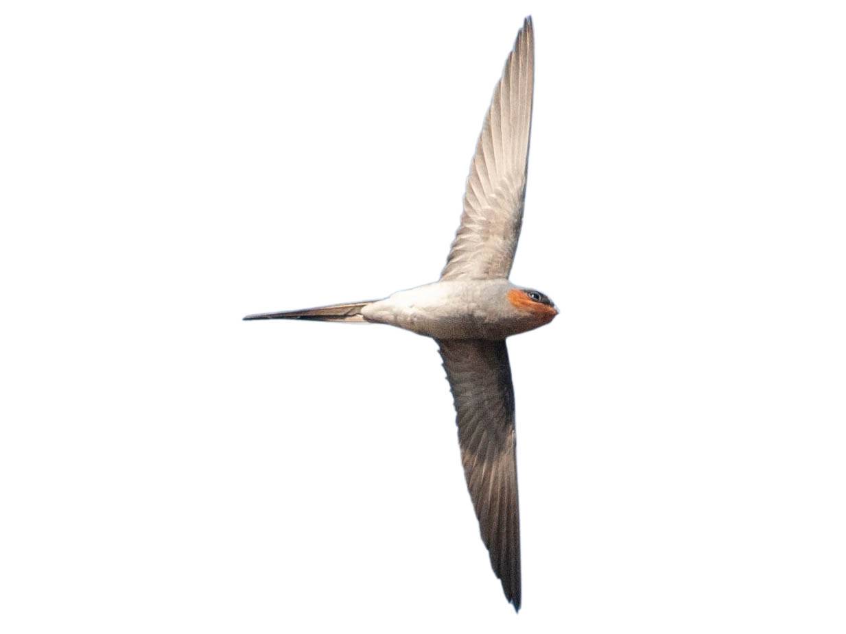 A photo of a Crested Treeswift (Hemiprocne coronata), male