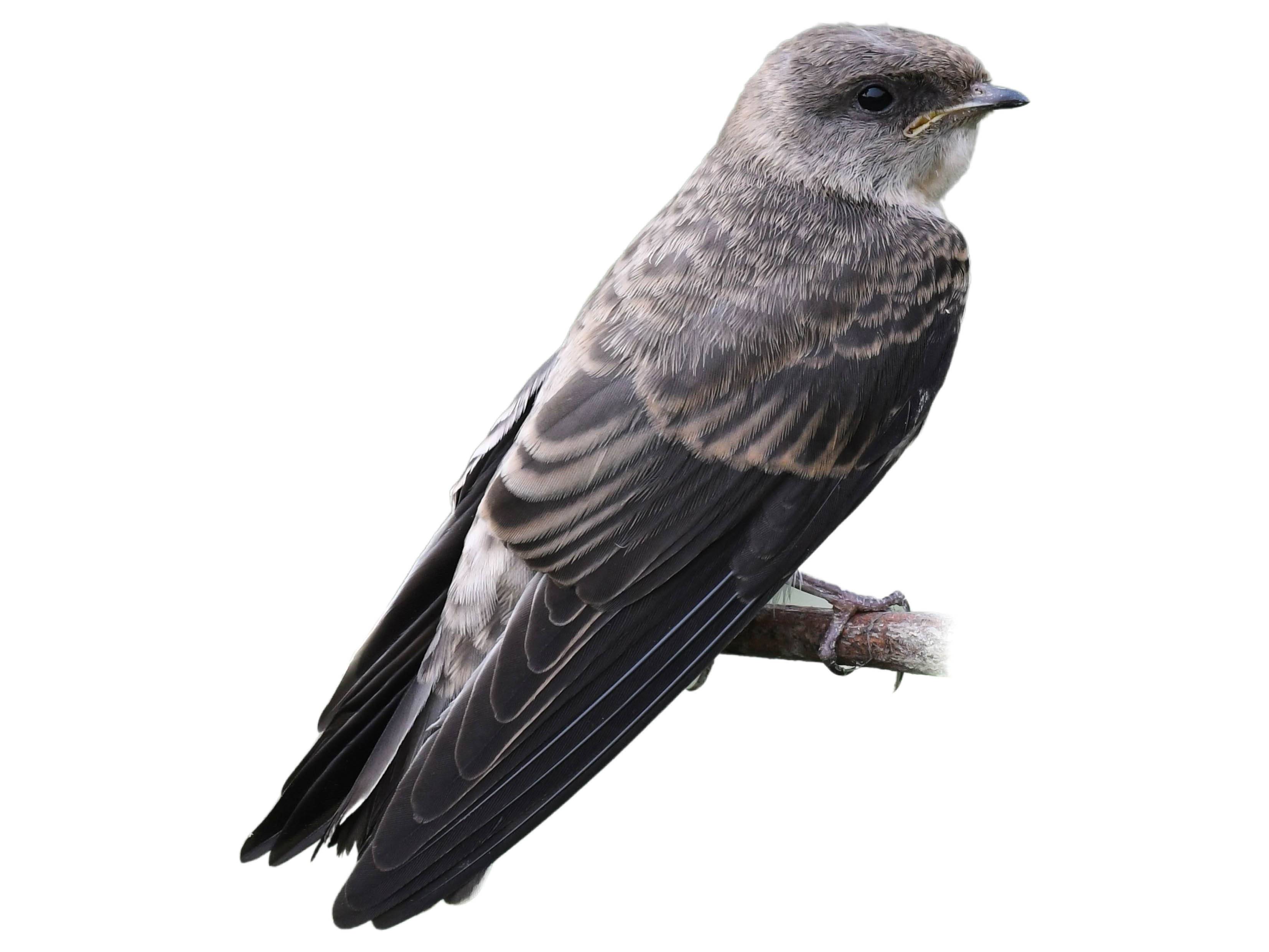 Grey-throated Martin (Riparia chinensis) identification - Birda