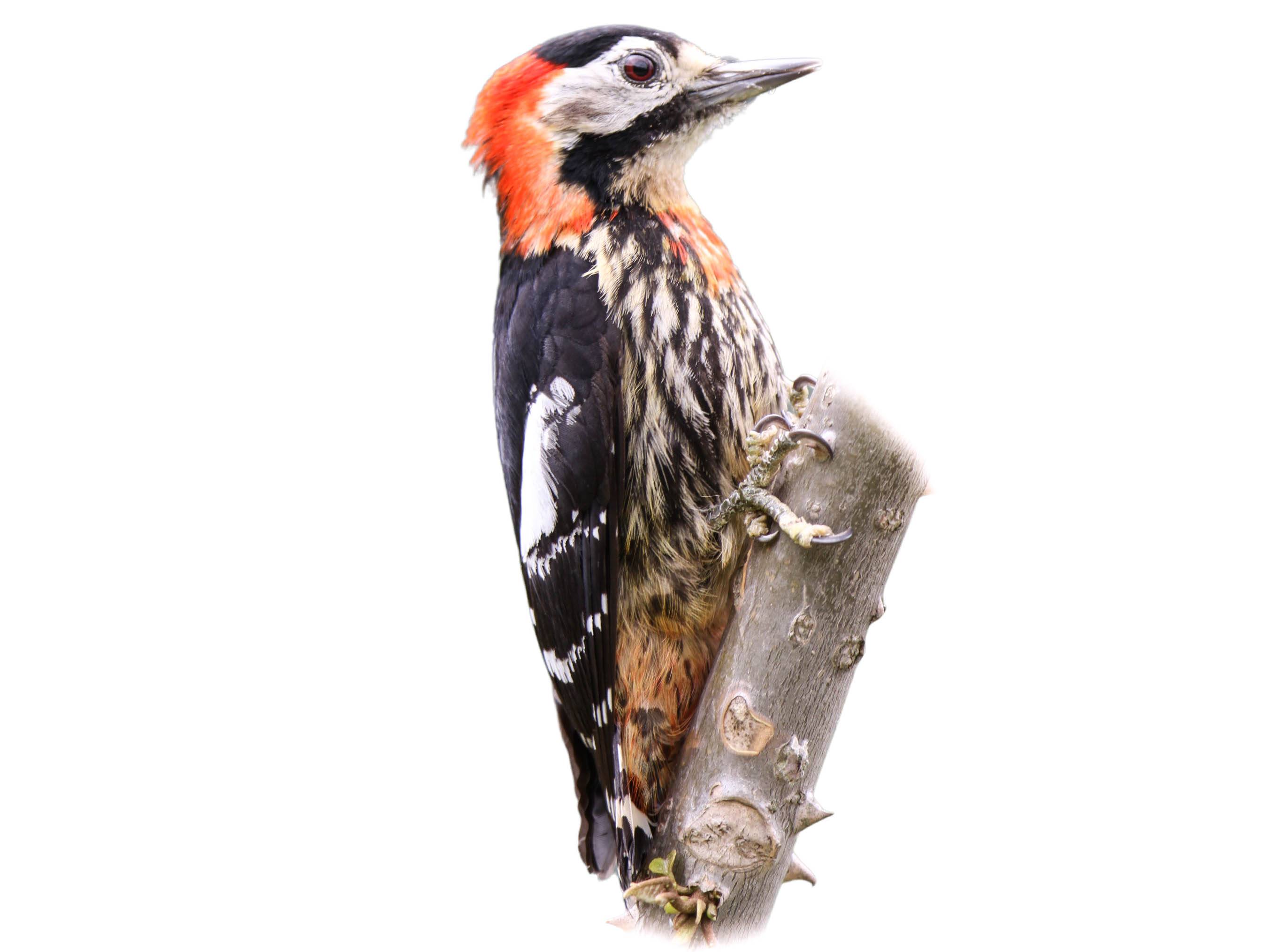 A photo of a Crimson-breasted Woodpecker (Dryobates cathpharius), male