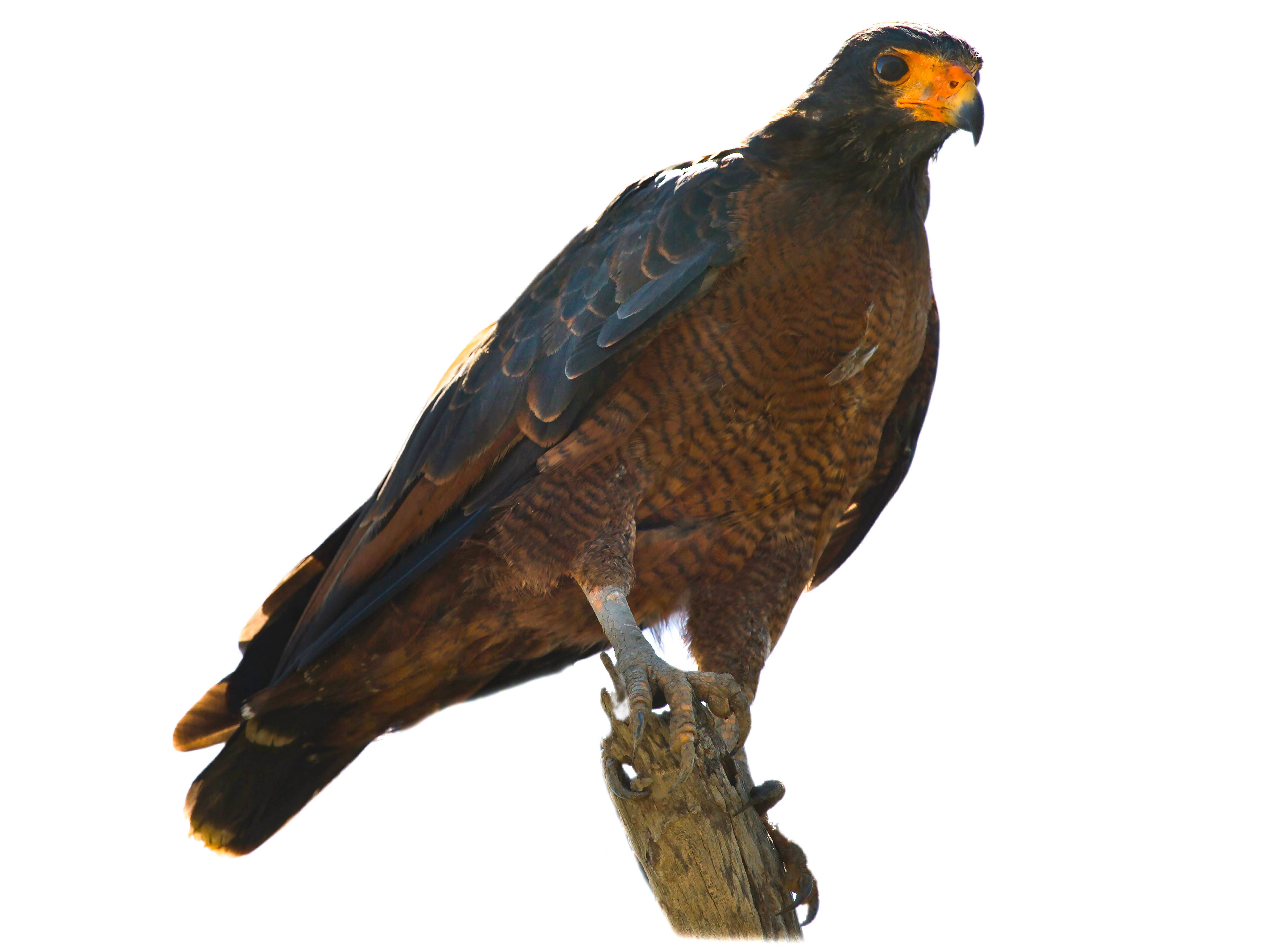 A photo of a Rufous Crab Hawk (Buteogallus aequinoctialis)