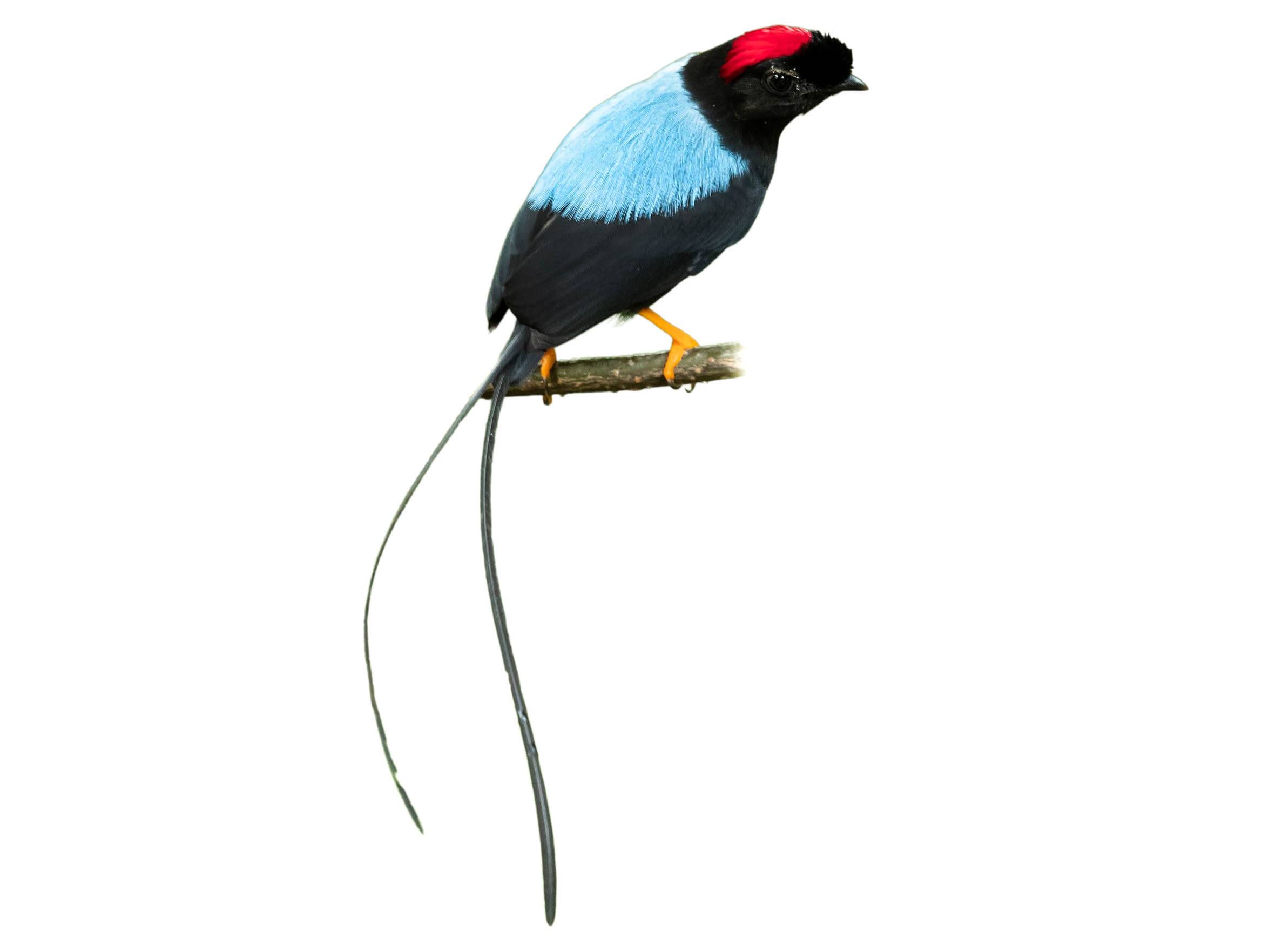 A photo of a Long-tailed Manakin (Chiroxiphia linearis), male