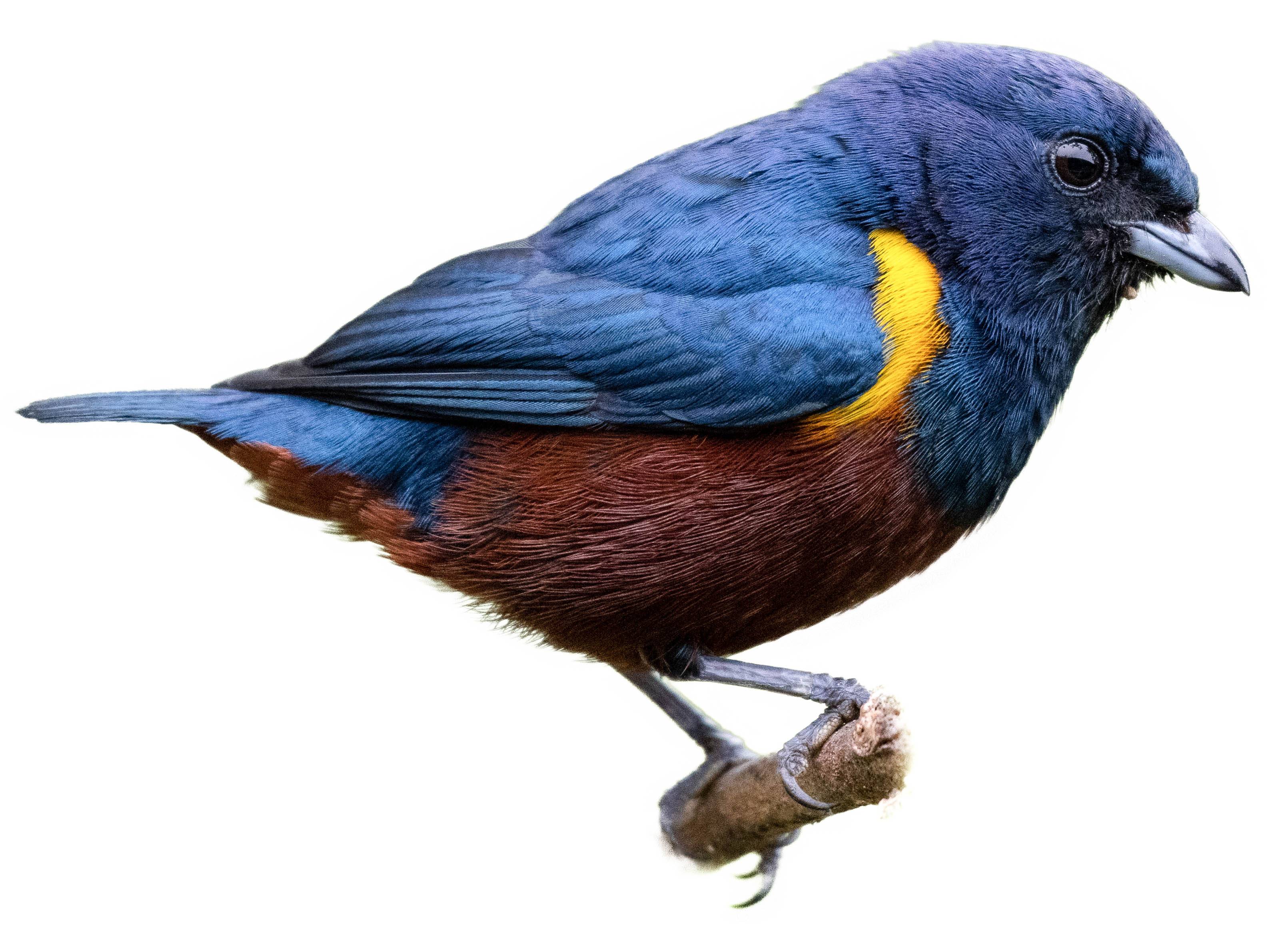 A photo of a Chestnut-bellied Euphonia (Euphonia pectoralis), male