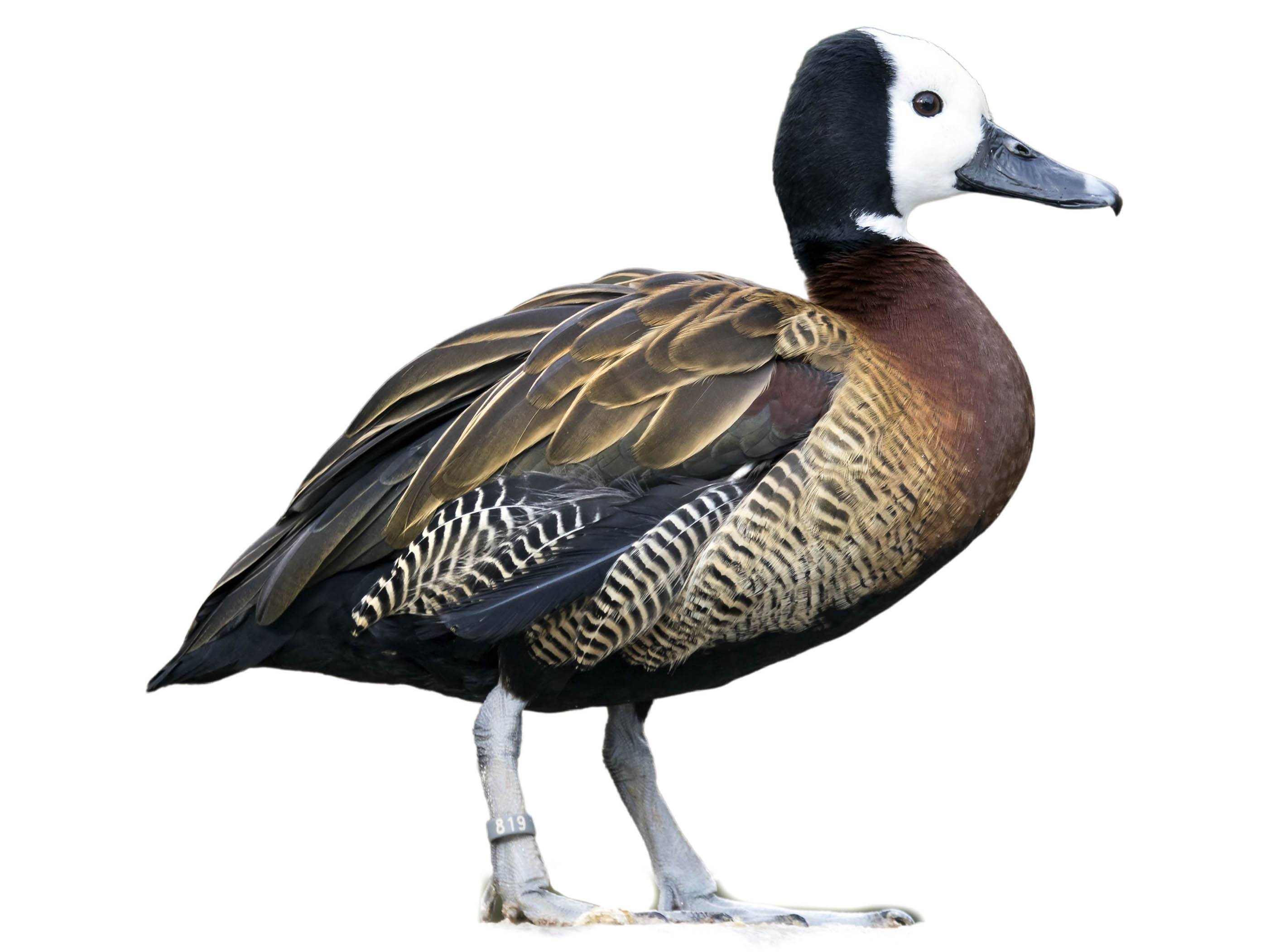 A photo of a White-faced Whistling Duck (Dendrocygna viduata)