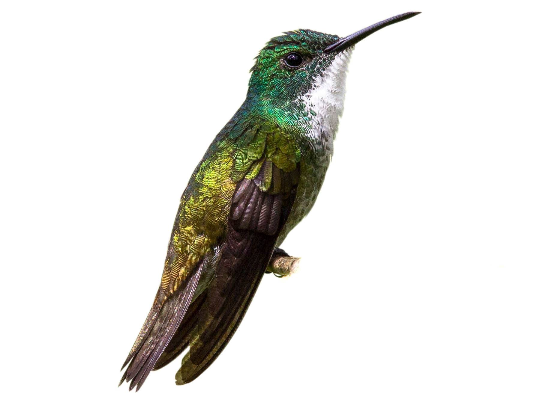 A photo of a White-chested Emerald (Chrysuronia brevirostris)