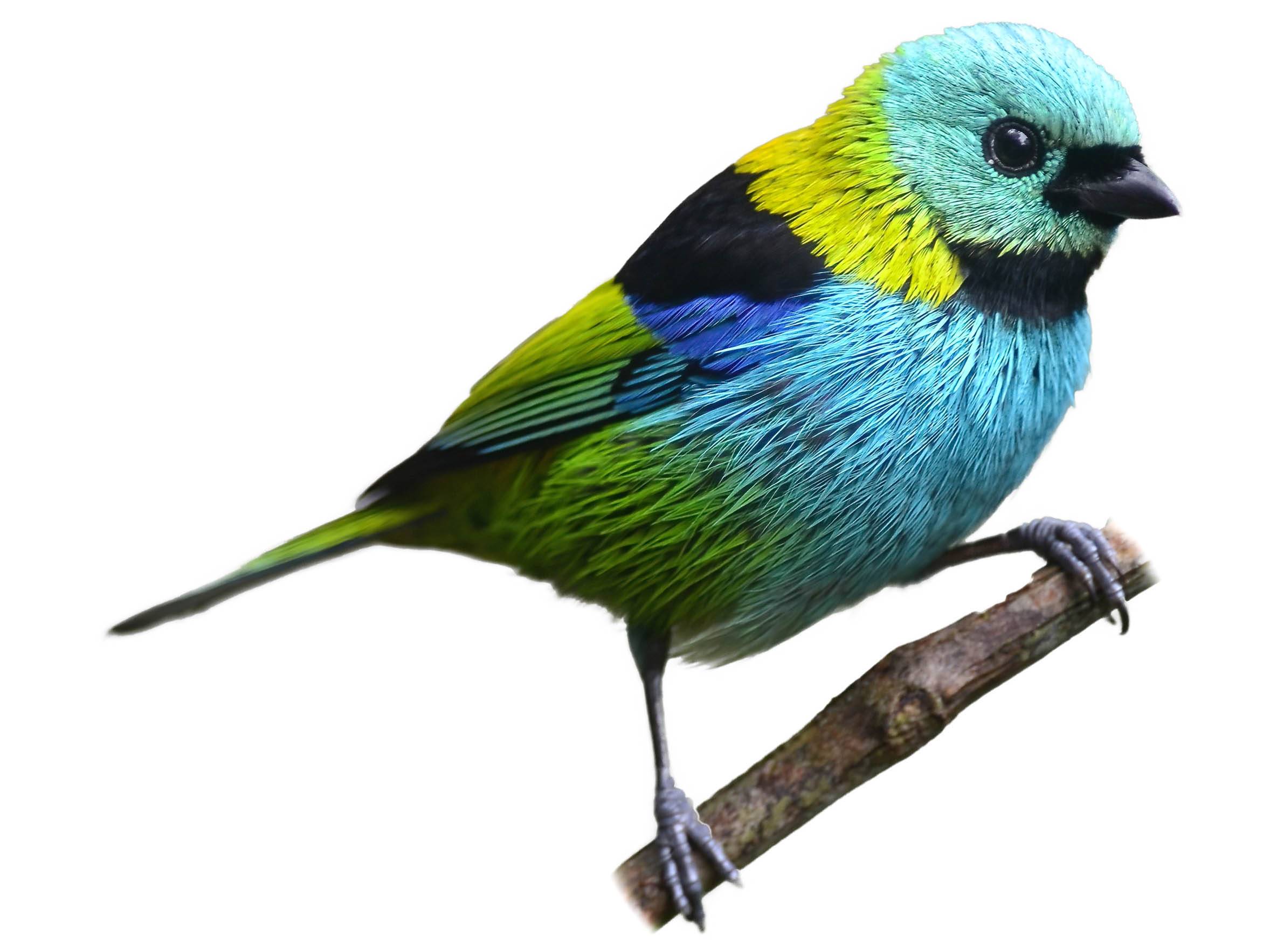 A photo of a Green-headed Tanager (Tangara seledon)