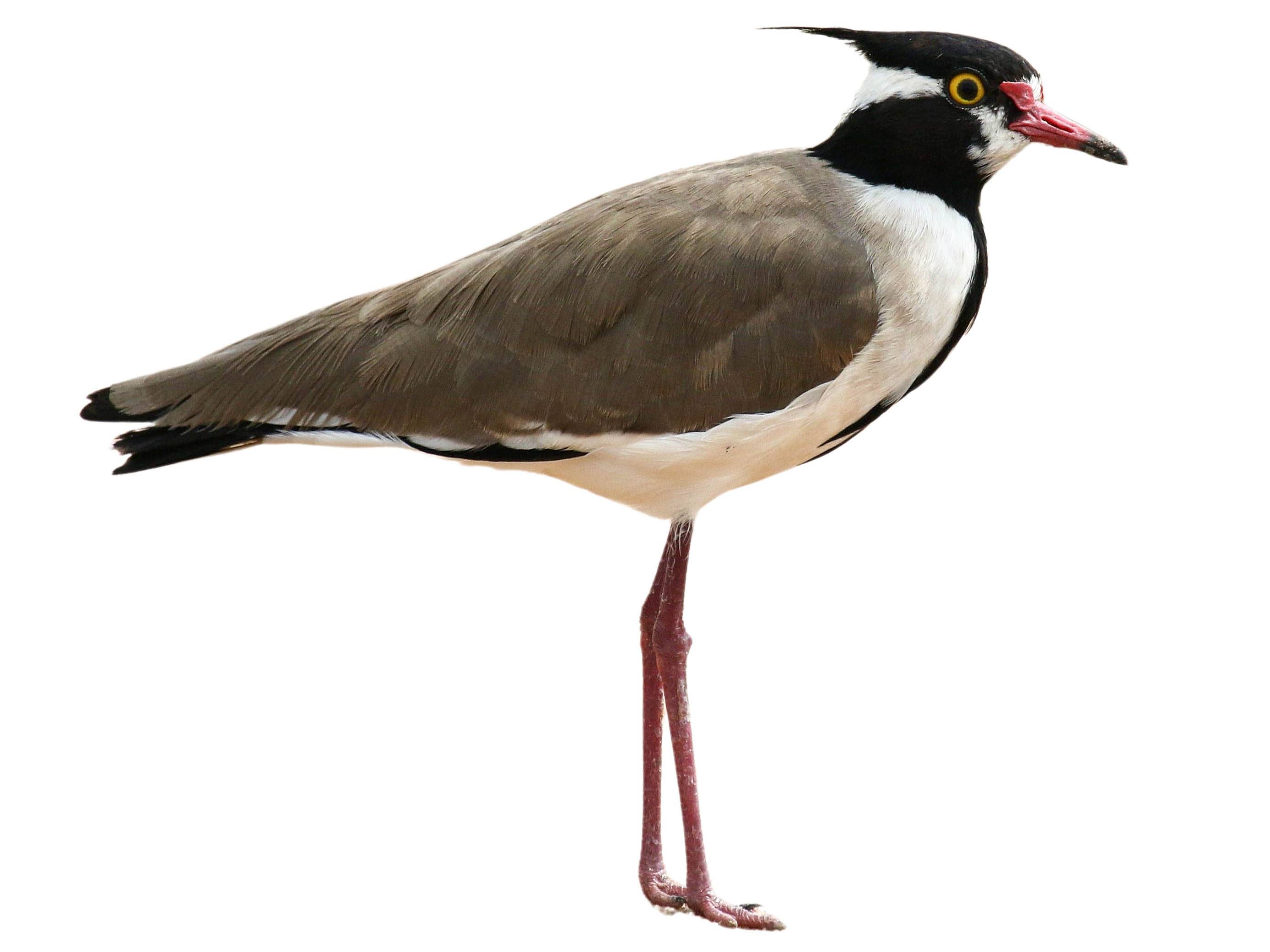 A photo of a Black-headed Lapwing (Vanellus tectus)