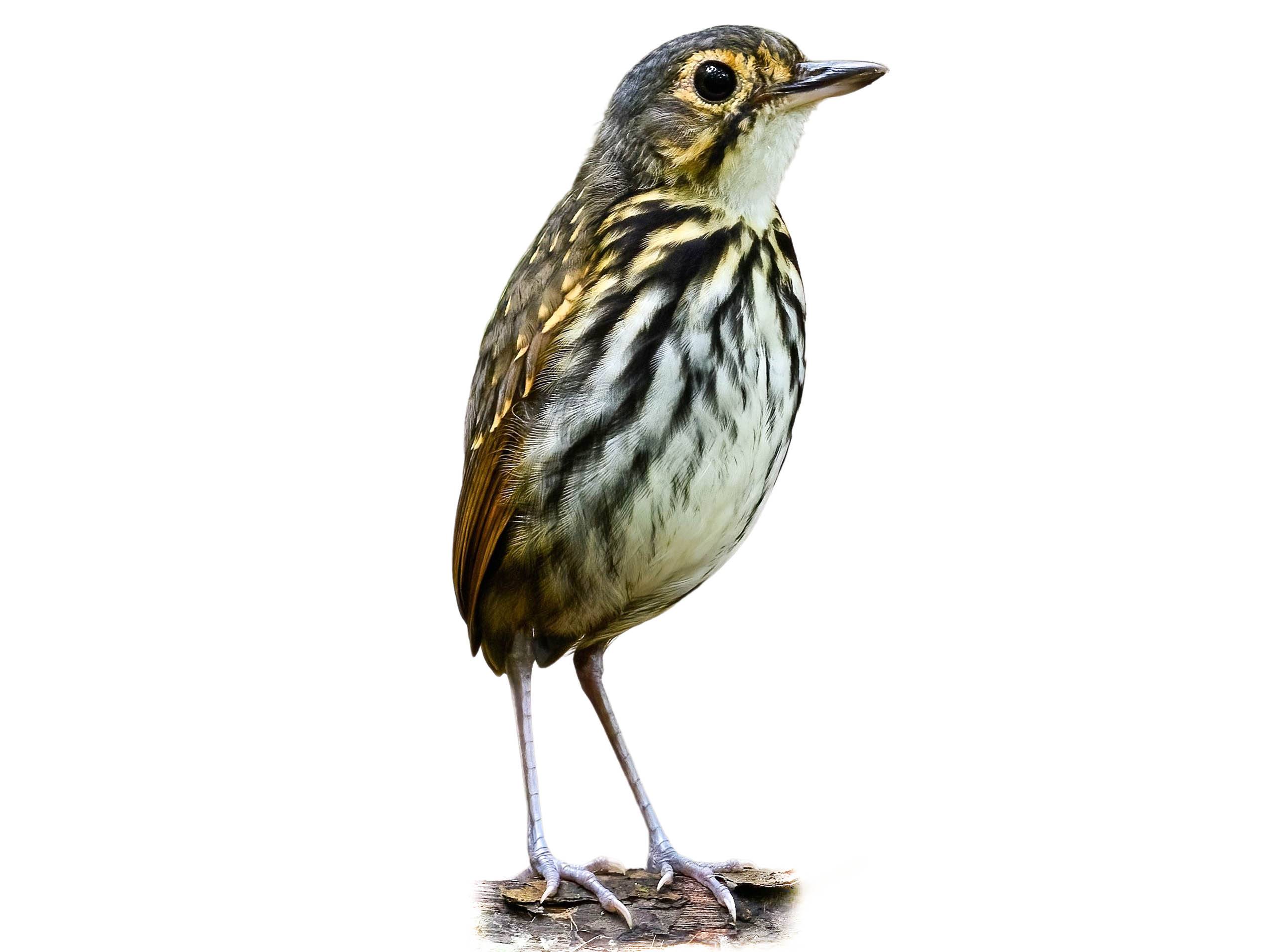 A photo of a Streak-chested Antpitta (Hylopezus perspicillatus)