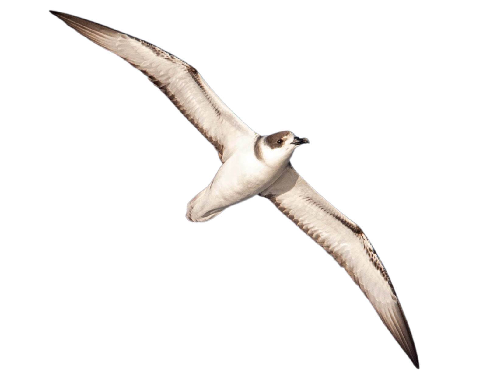 A photo of a White-necked Petrel (Pterodroma cervicalis)