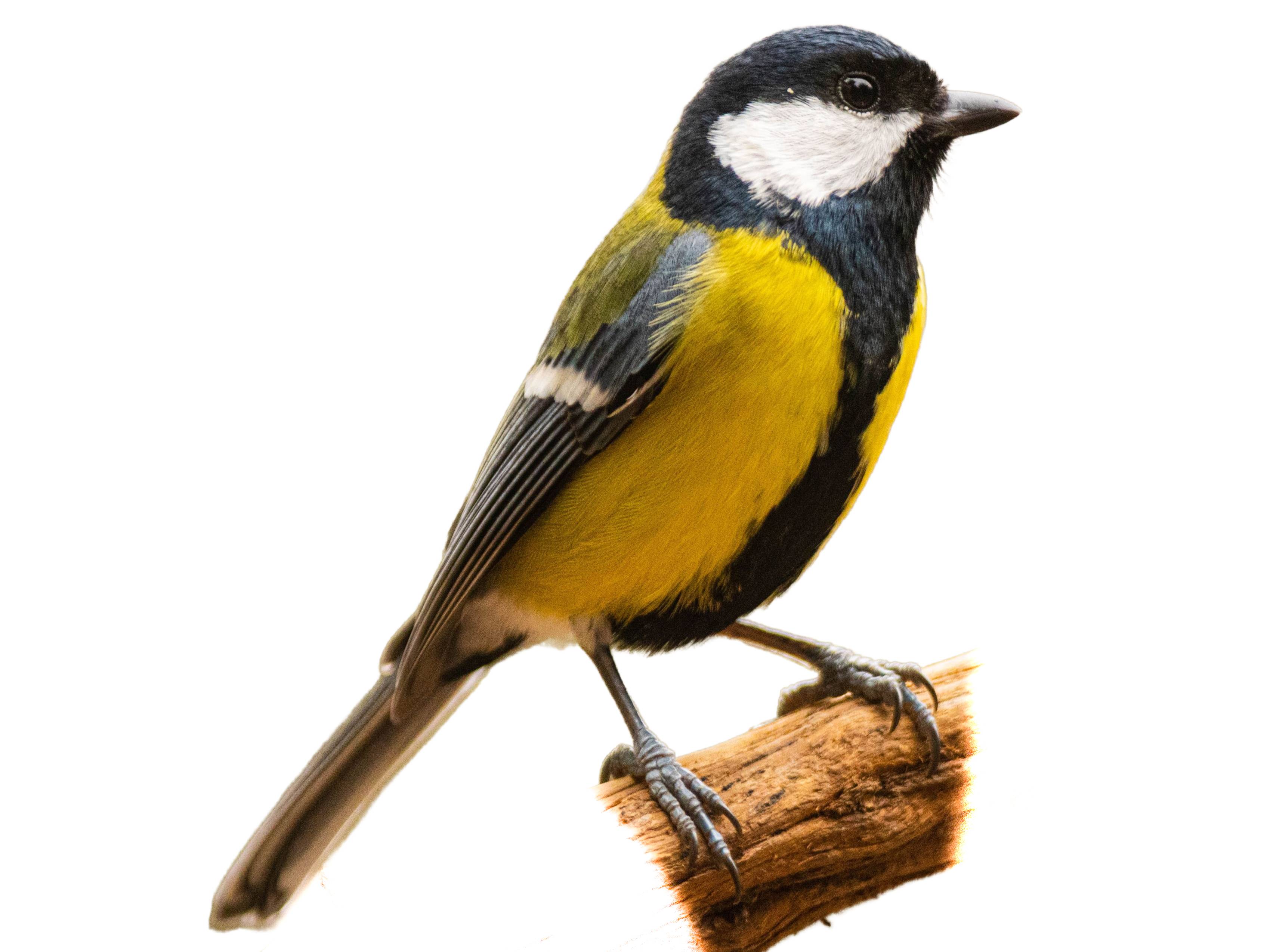 A photo of a Great Tit (Parus major), male