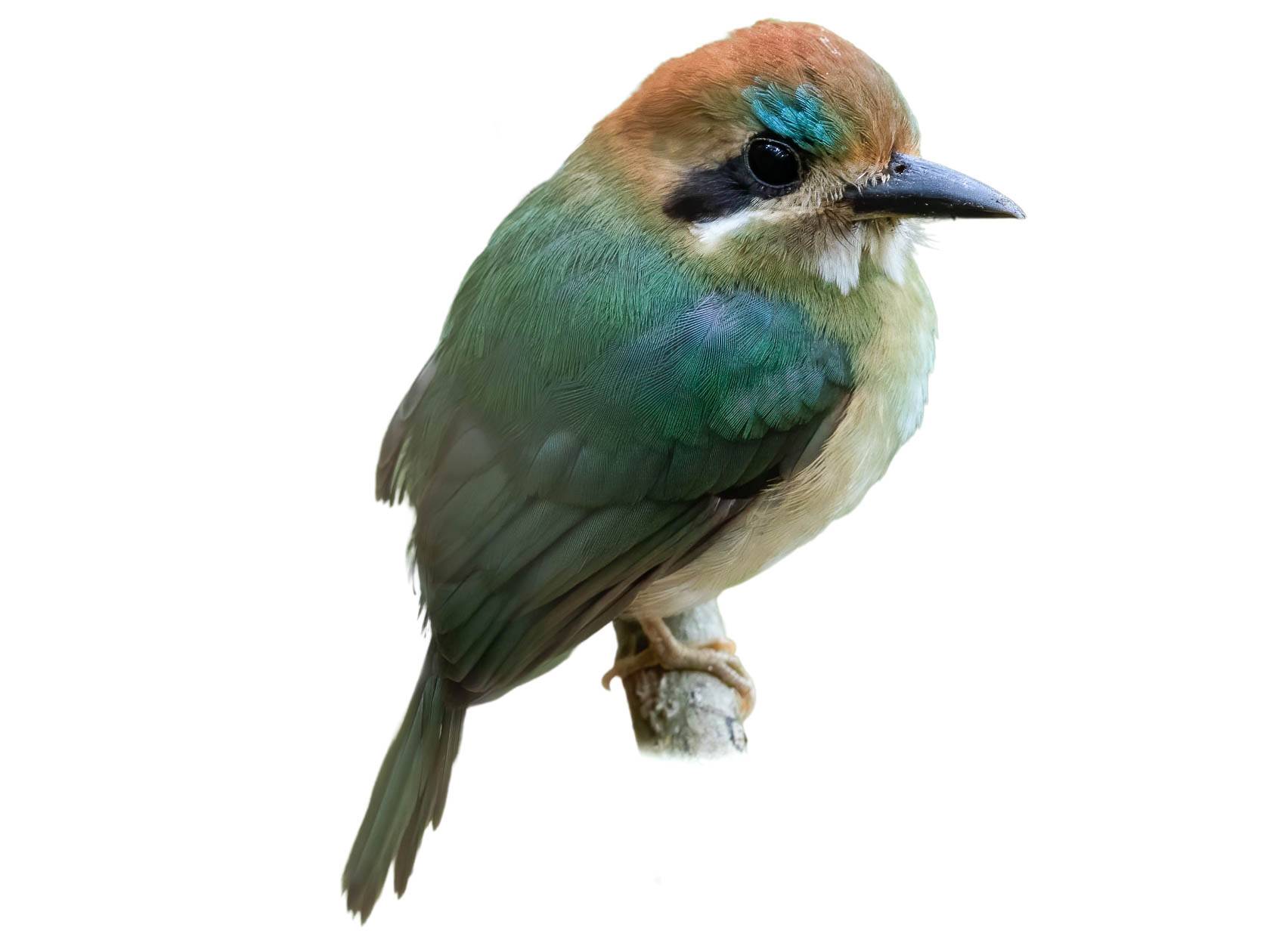 A photo of a Tody Motmot (Hylomanes momotula)