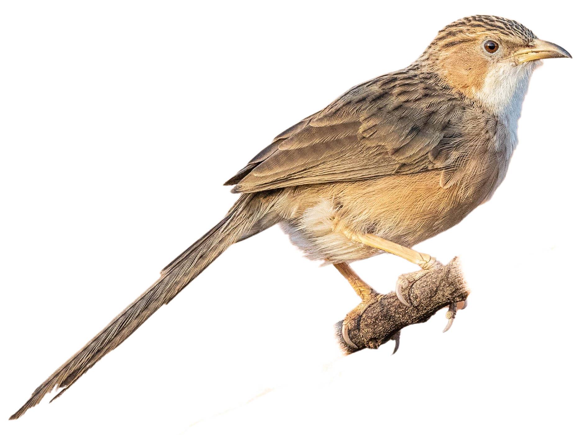 A photo of a Common Babbler (Argya caudata)