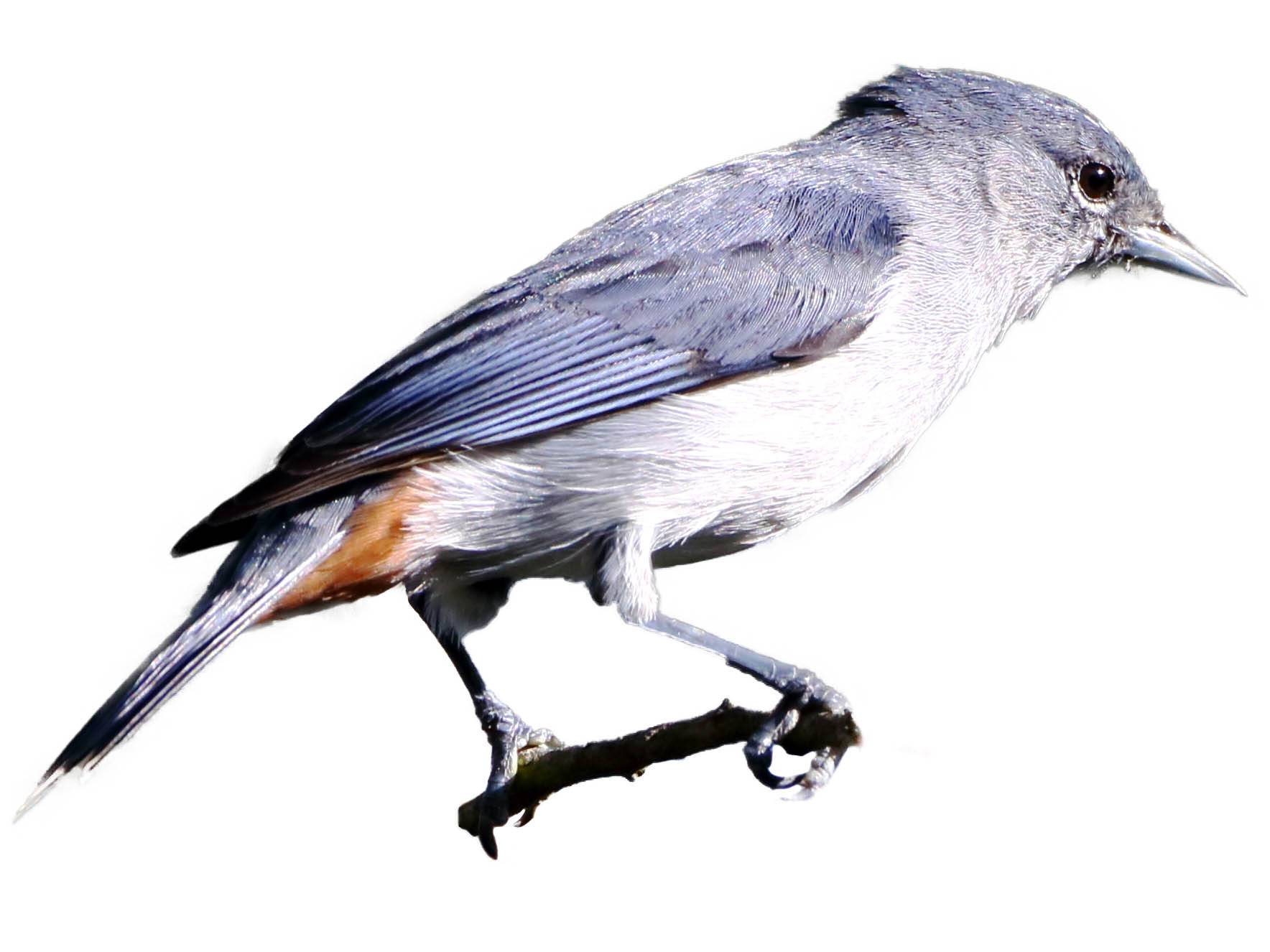 A photo of a Chestnut-vented Conebill (Conirostrum speciosum), male